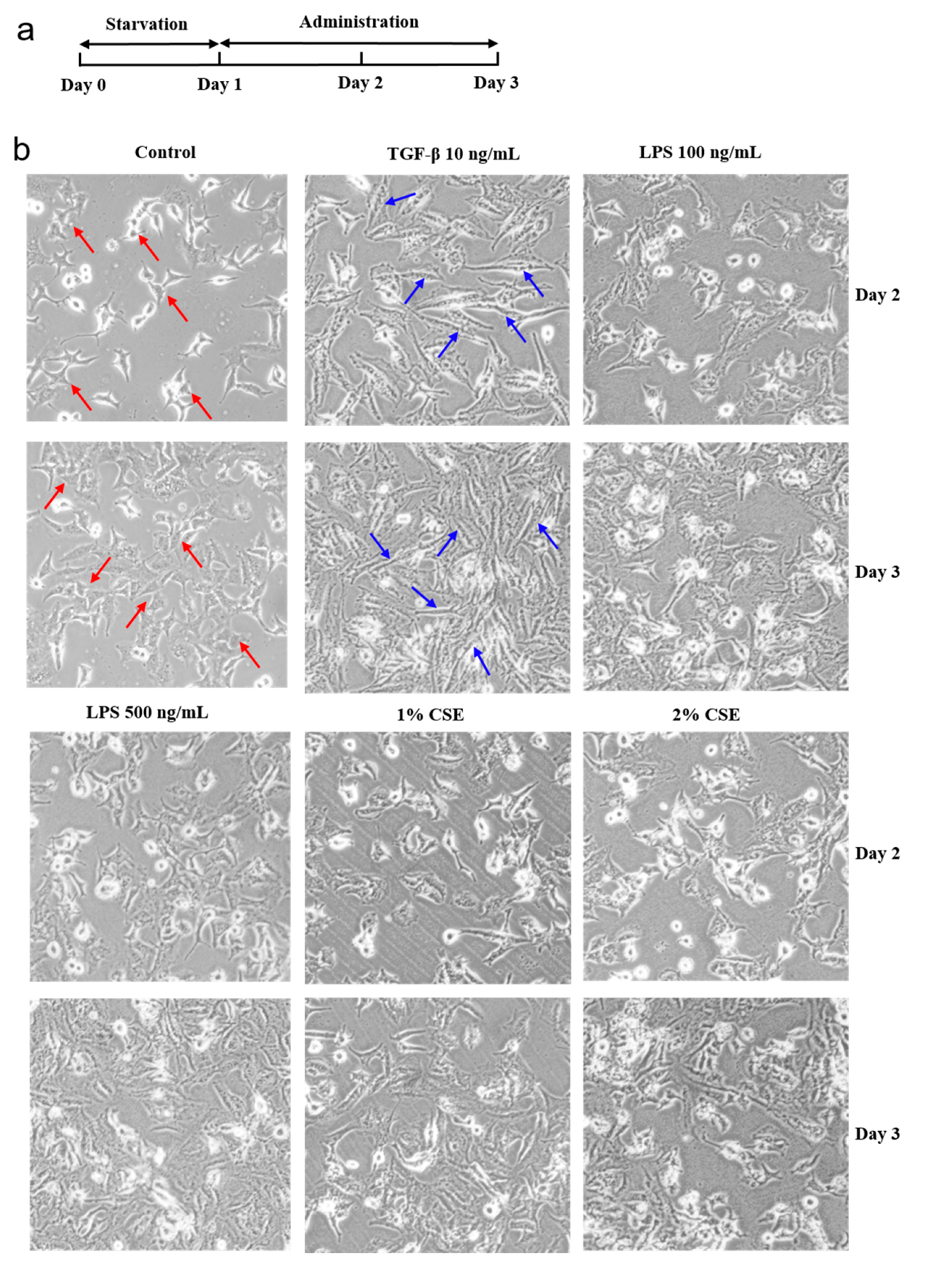 Cells 08 01287 g003a Cells 08 01287 g003a