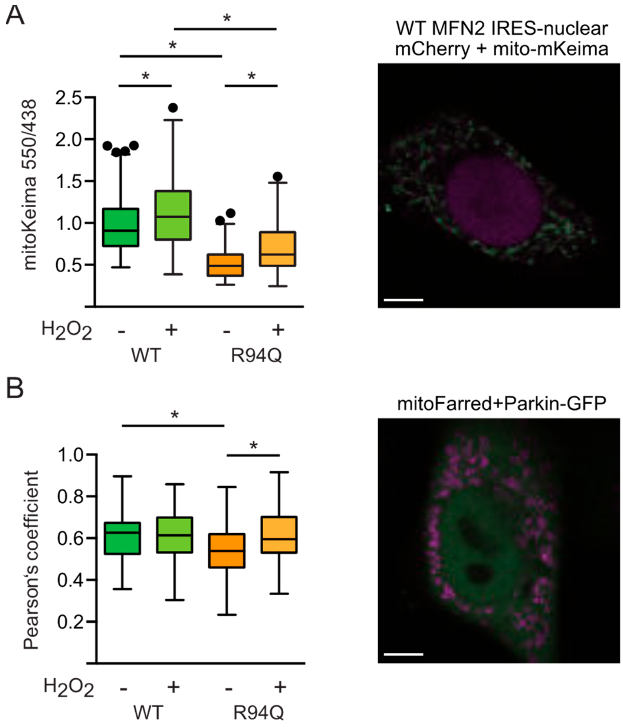 Cells 08 01289 g007