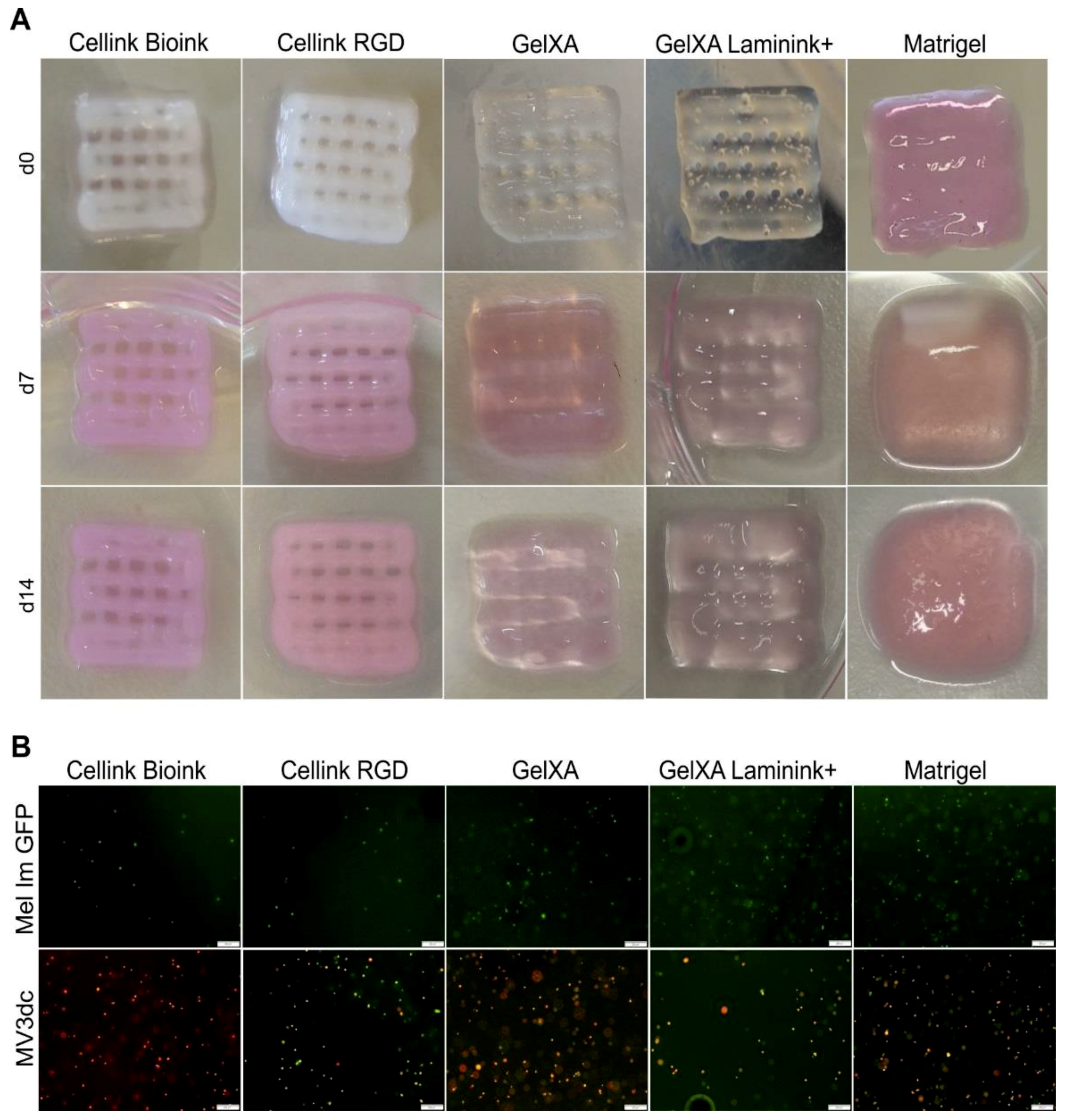 Cells 08 01295 g001 Cells 08 01295 g001