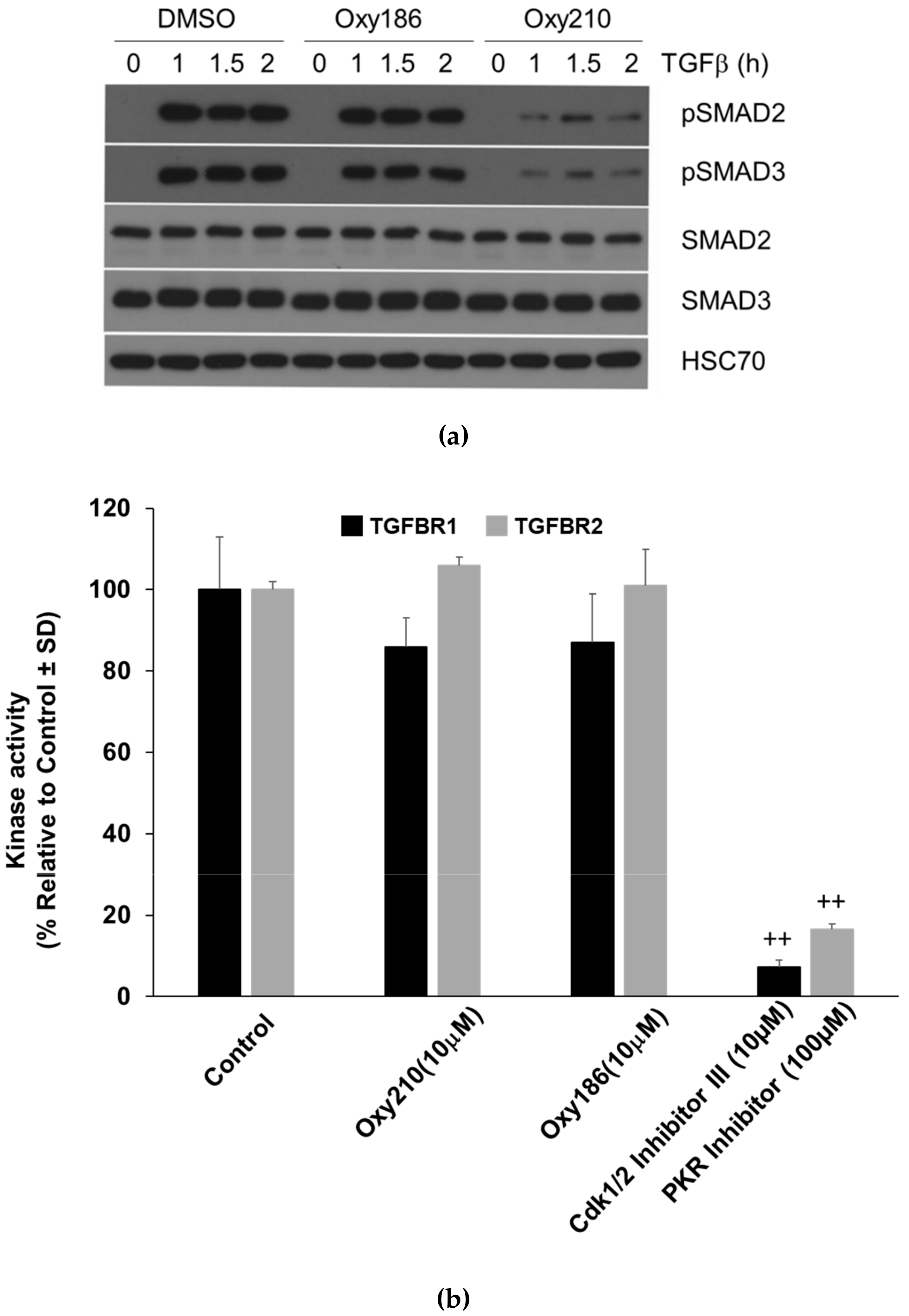 Cells 08 01297 g011a Cells 08 01297 g011a