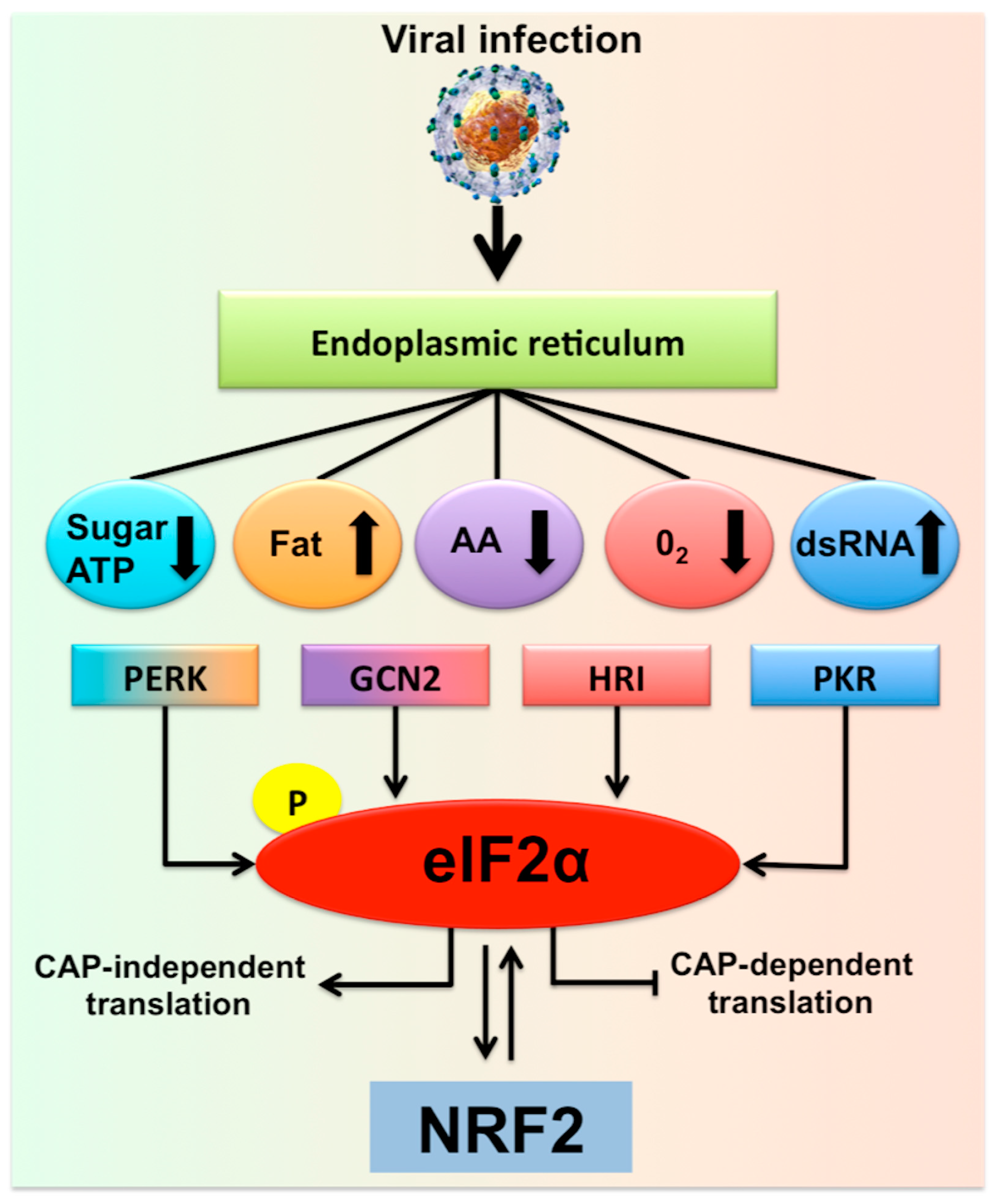Cells 08 01308 g001 Cells 08 01308 g001