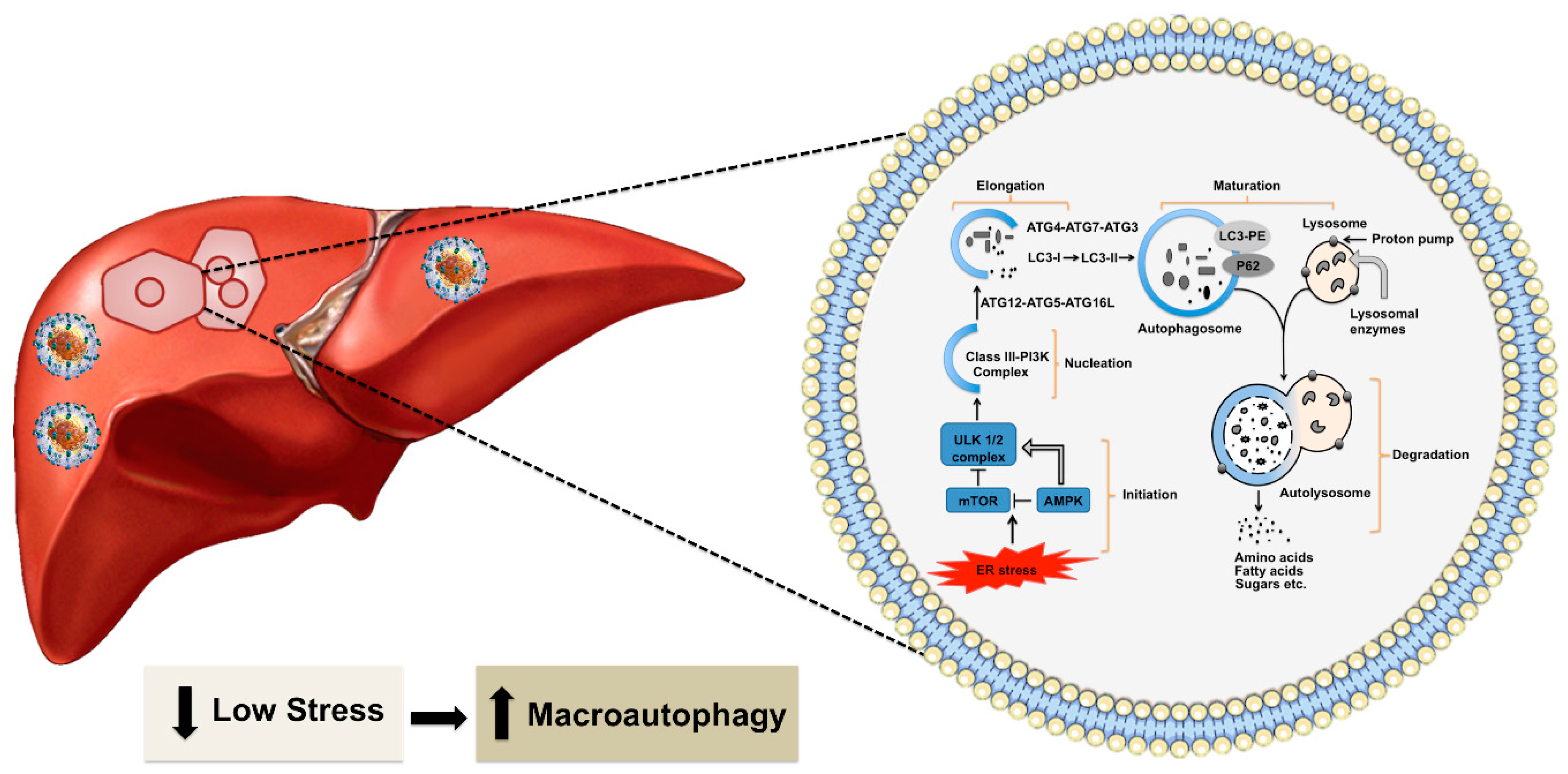 Cells 08 01308 g002 Cells 08 01308 g002