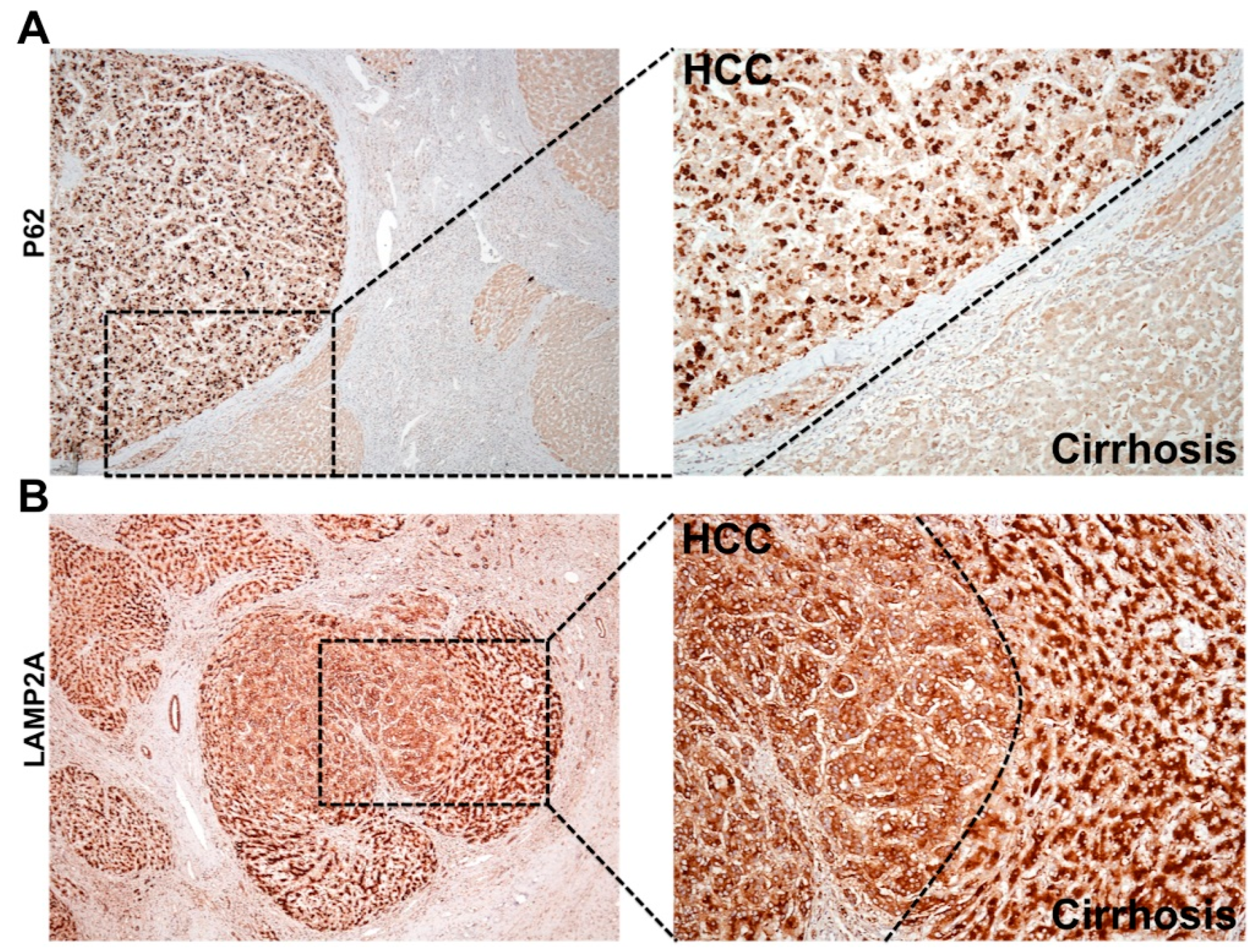 Cells 08 01308 g006 Cells 08 01308 g006