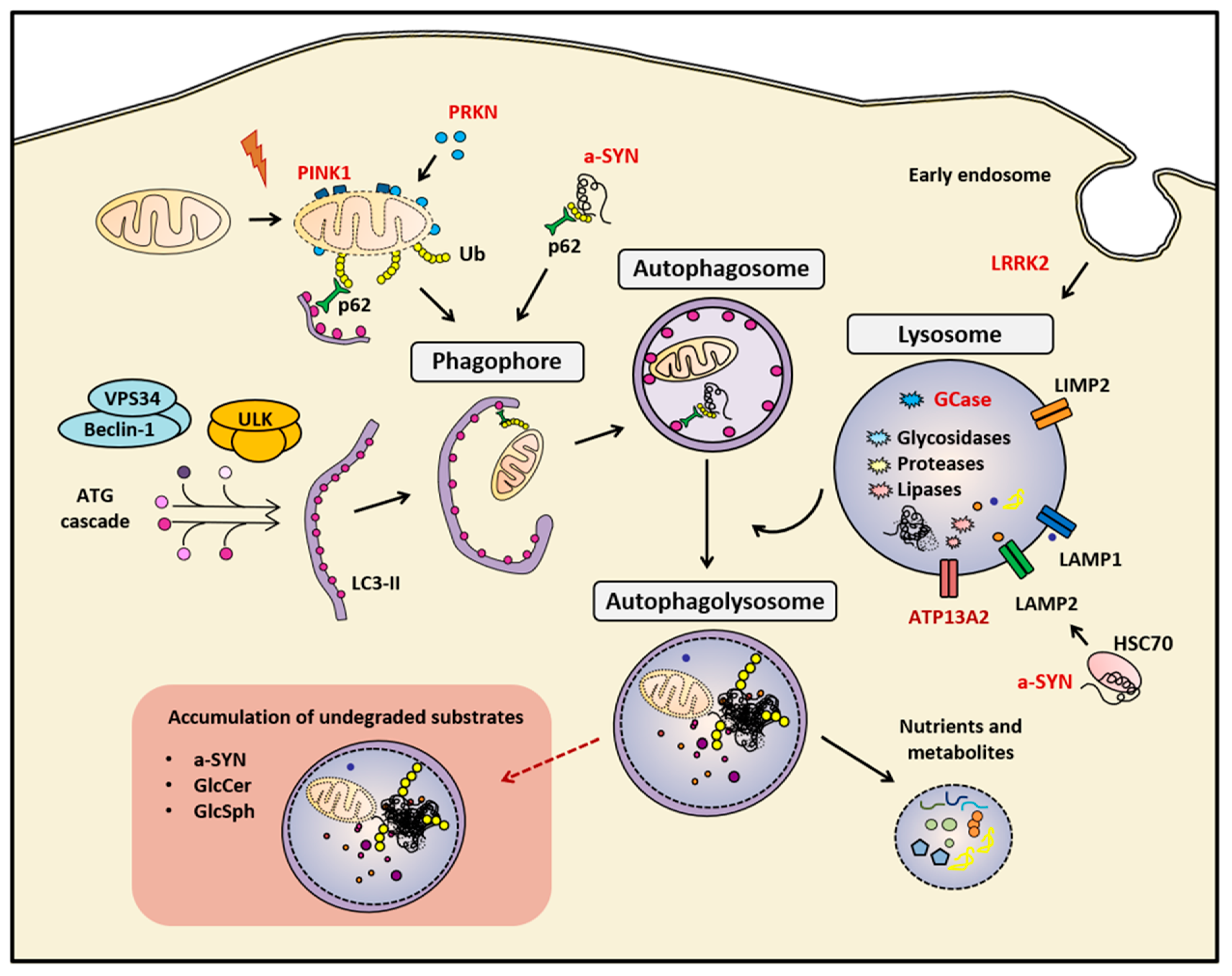 Cells 08 01317 g001 Cells 08 01317 g001