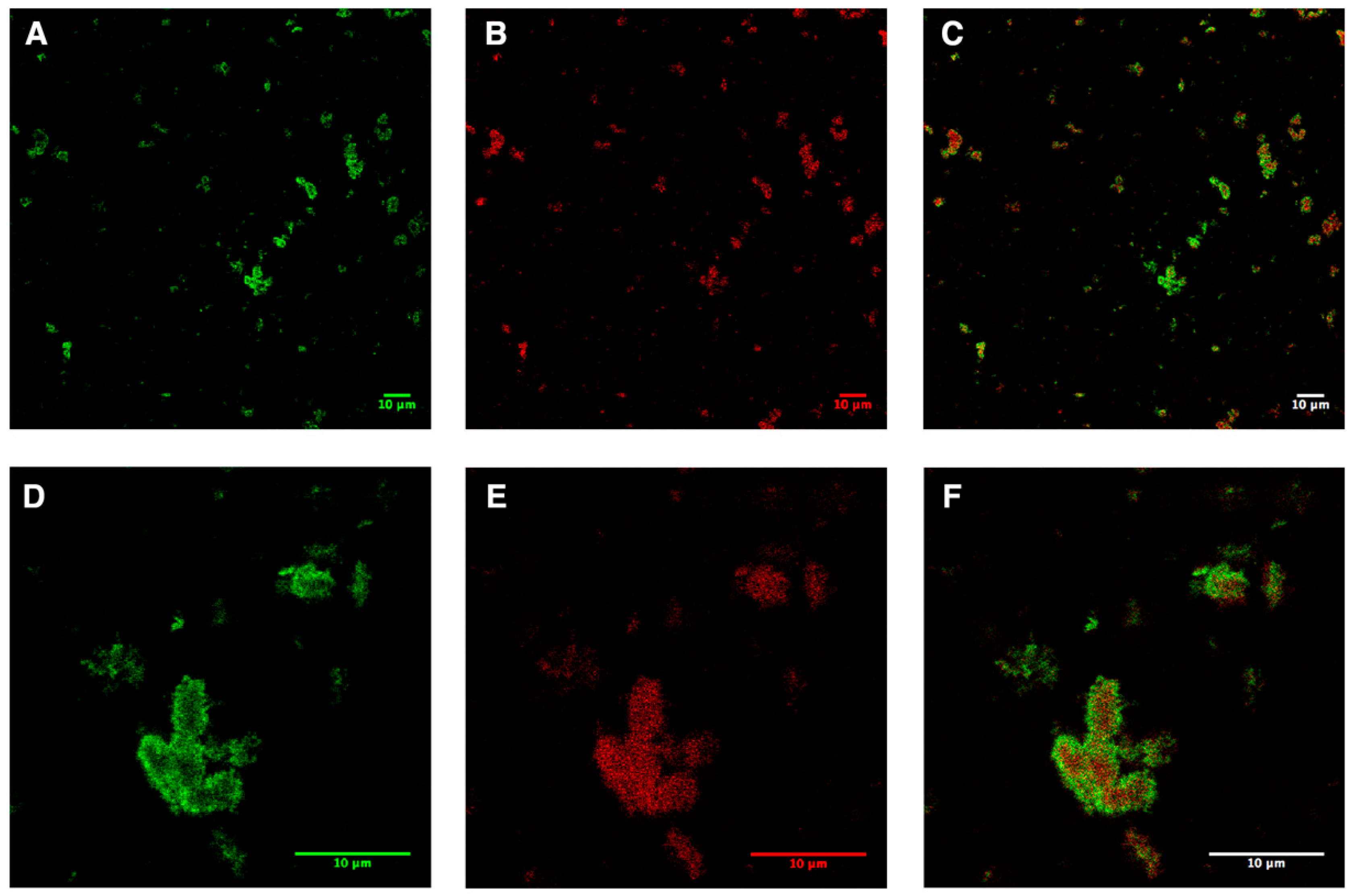 Cells 08 01325 g002 Cells 08 01325 g002