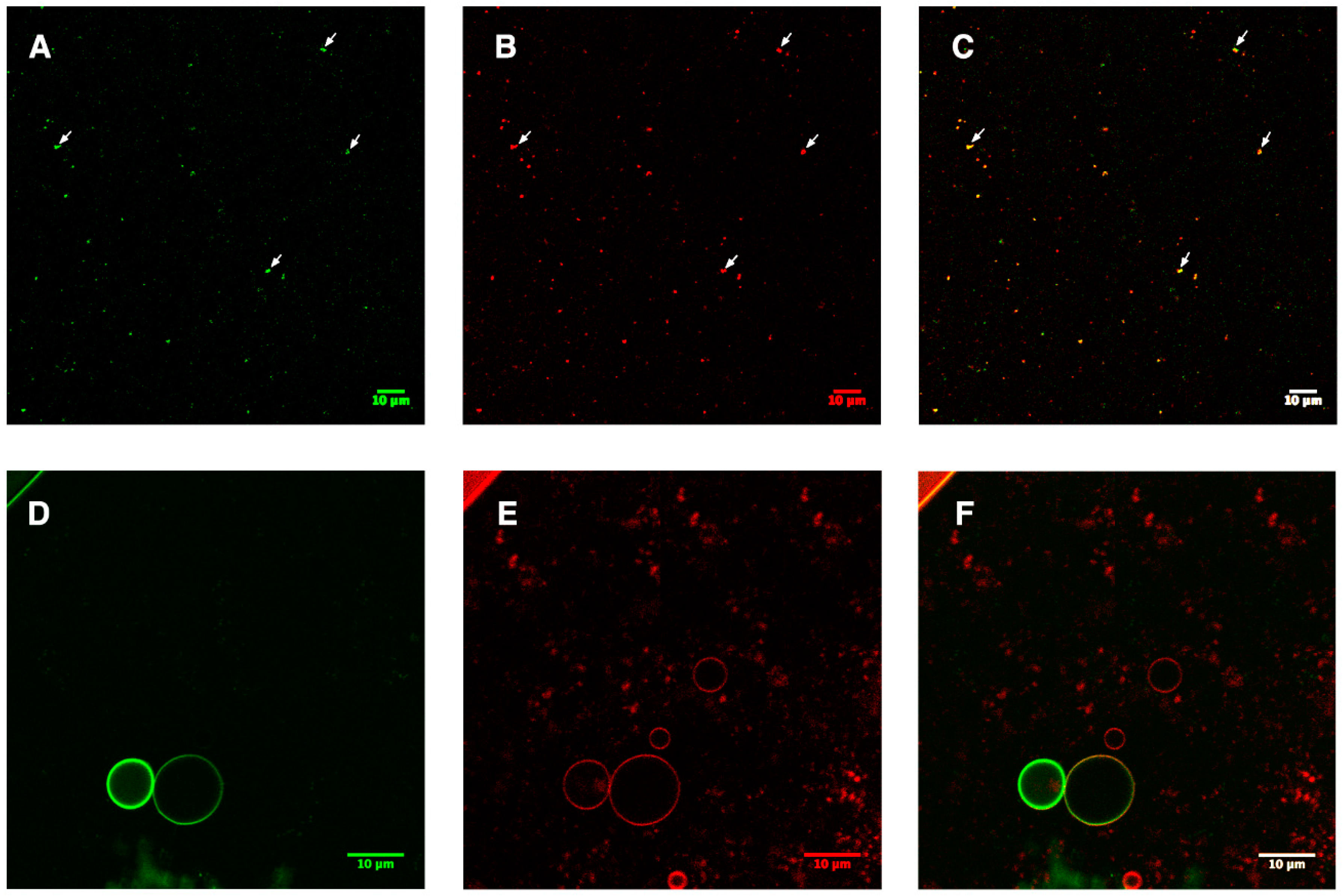 Cells 08 01325 g004 Cells 08 01325 g004