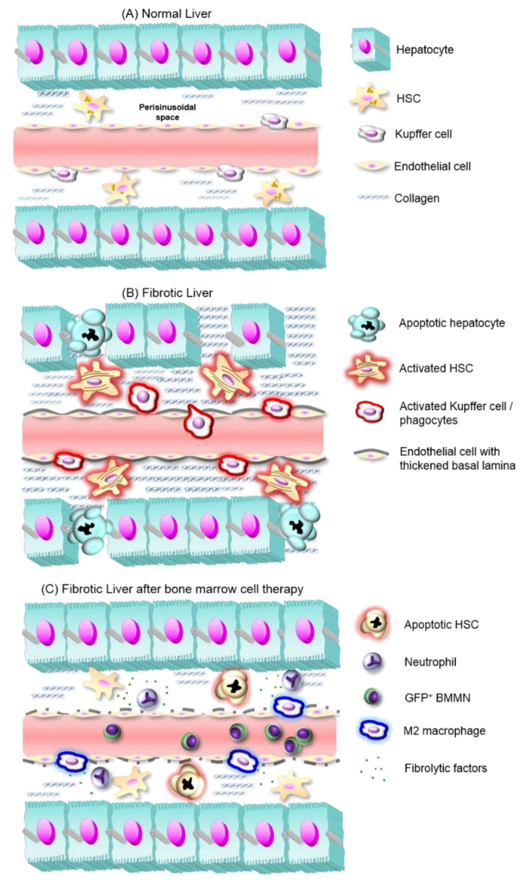 Cells 08 01339 g001 Cells 08 01339 g001