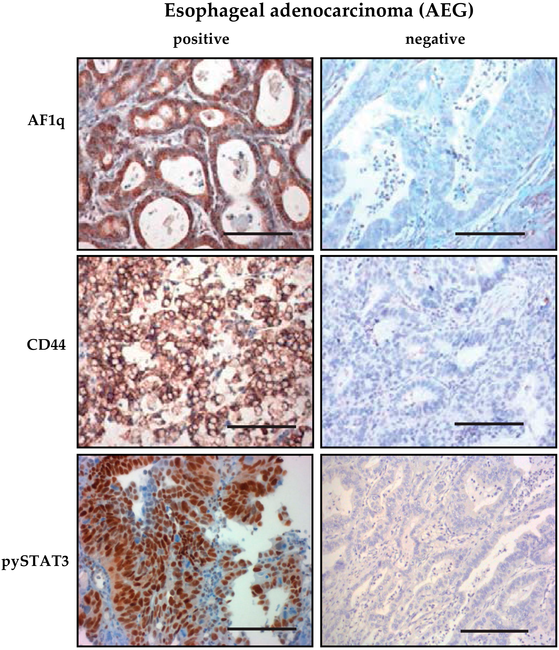 Cells 08 01357 g001 Cells 08 01357 g001