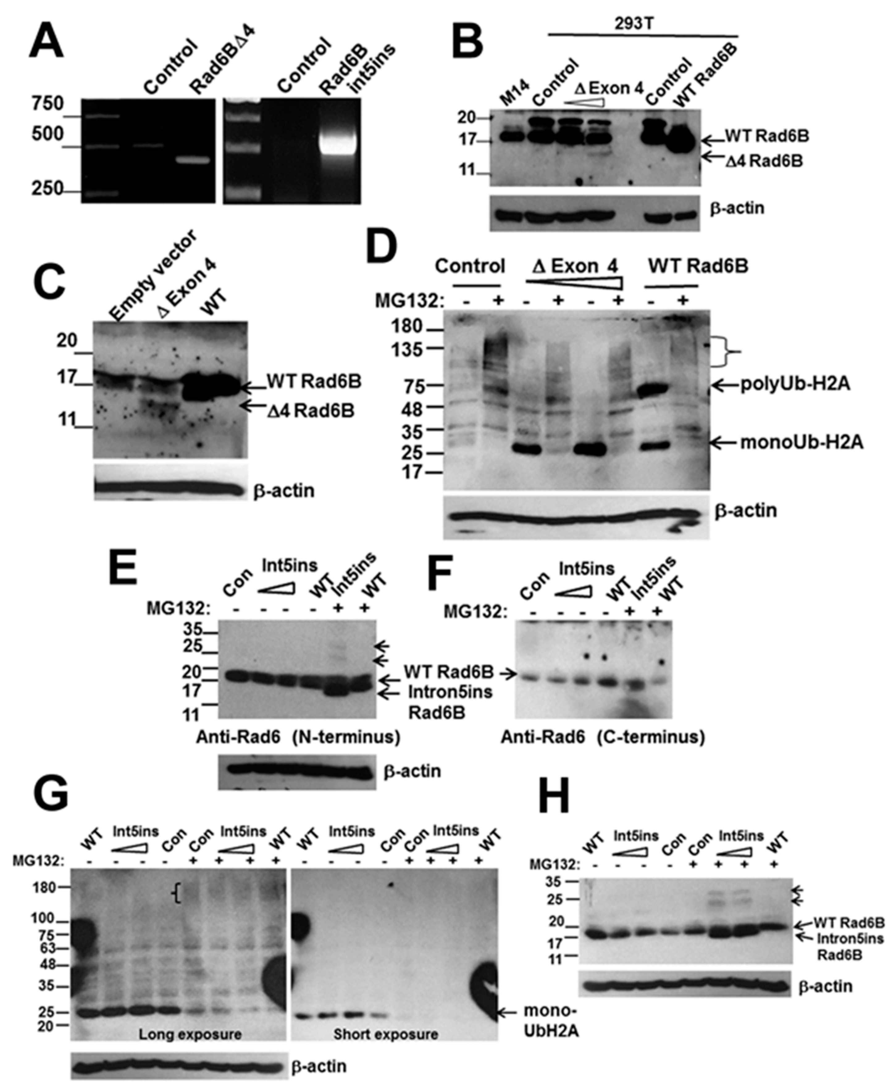 Cells 08 01375 g003 Cells 08 01375 g003