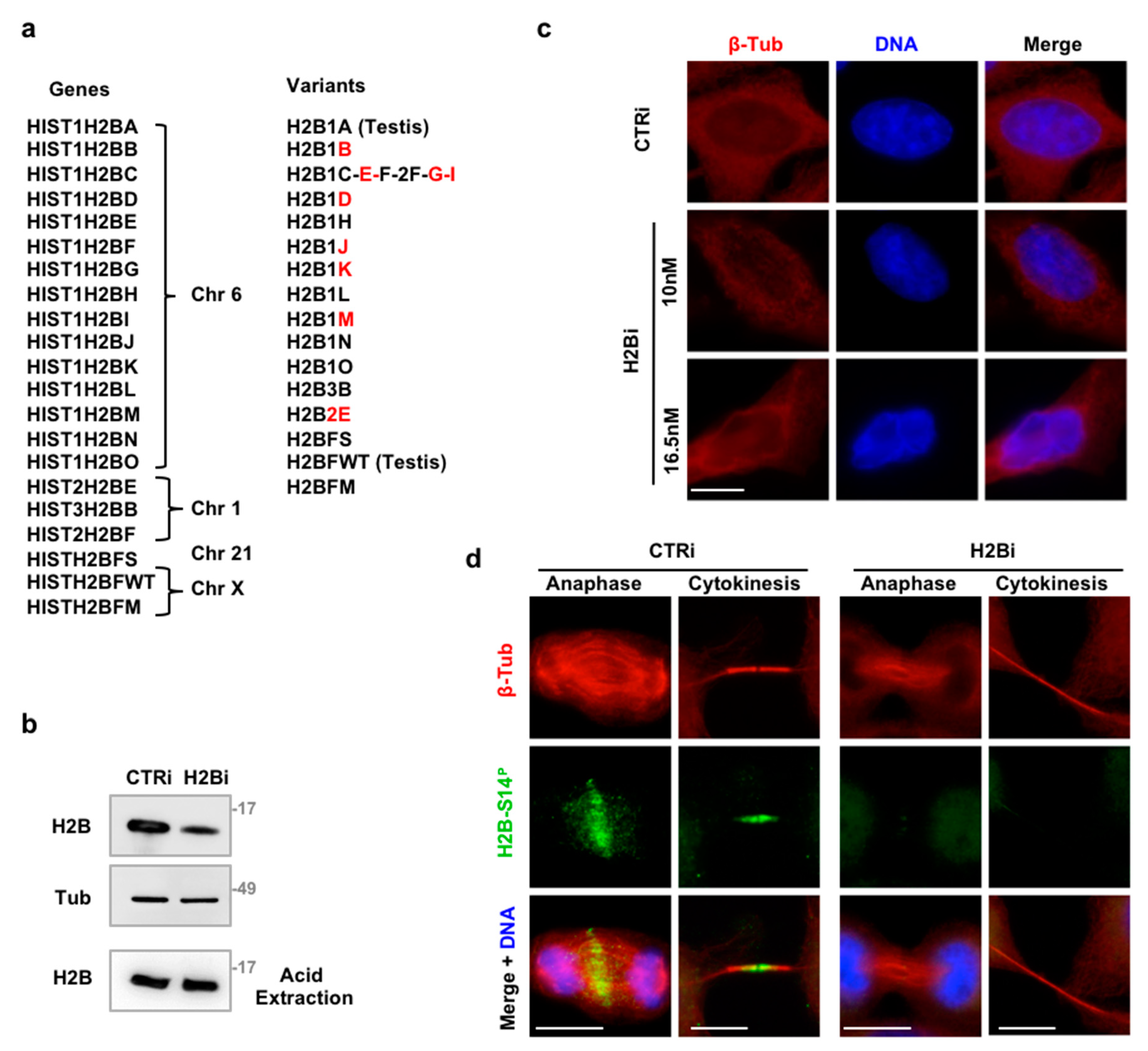 Cells 08 01391 g001