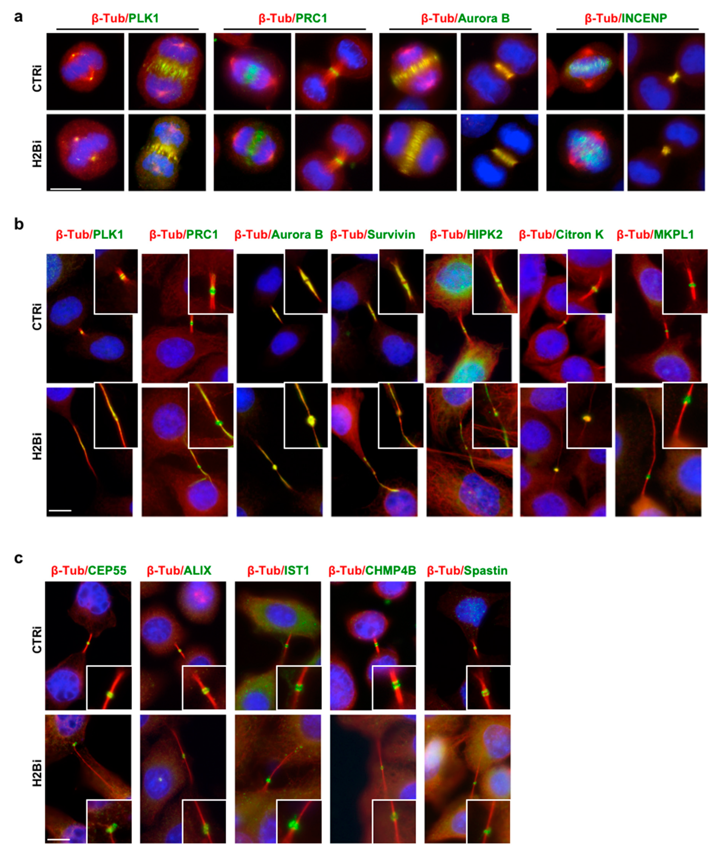 Cells 08 01391 g003