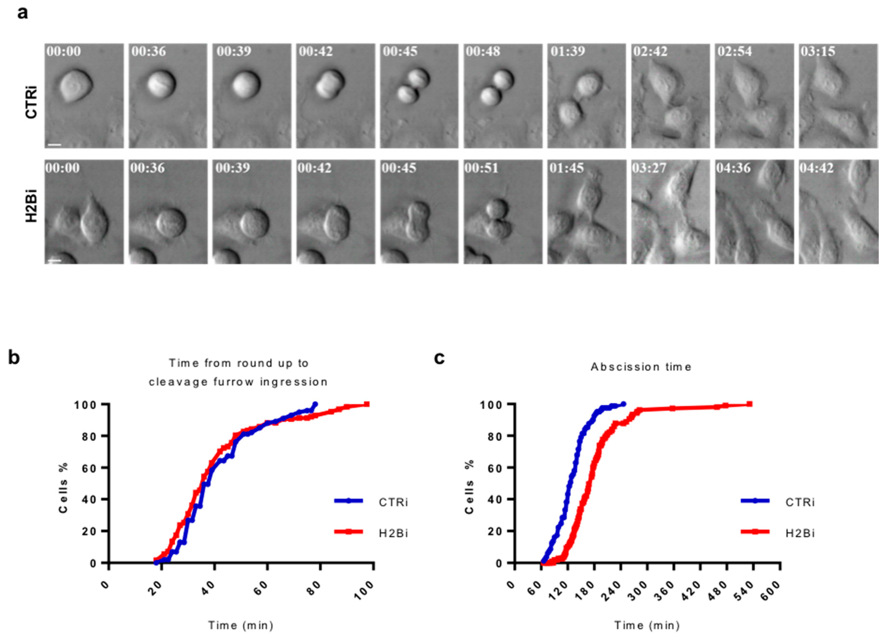 Cells 08 01391 g004