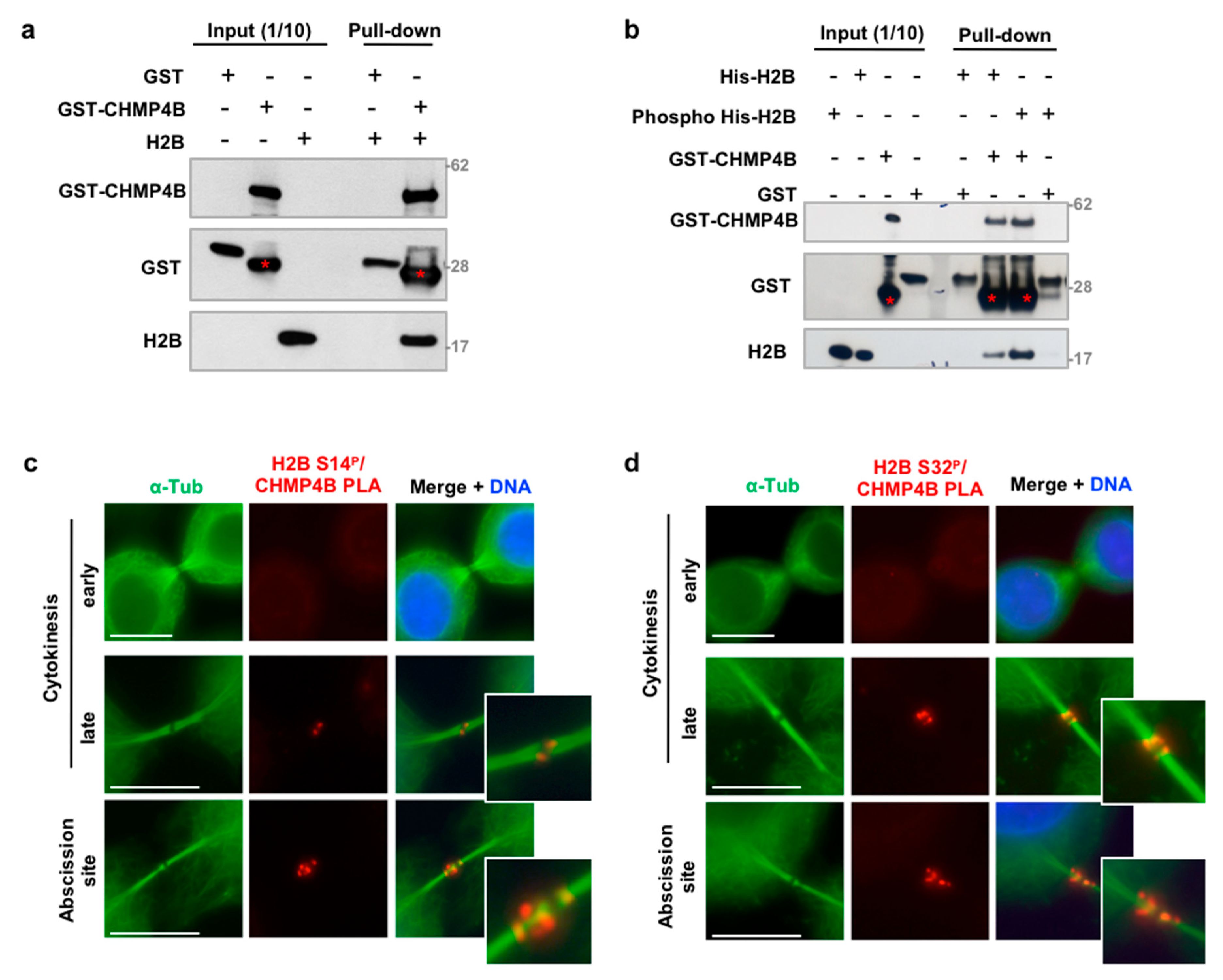Cells 08 01391 g005