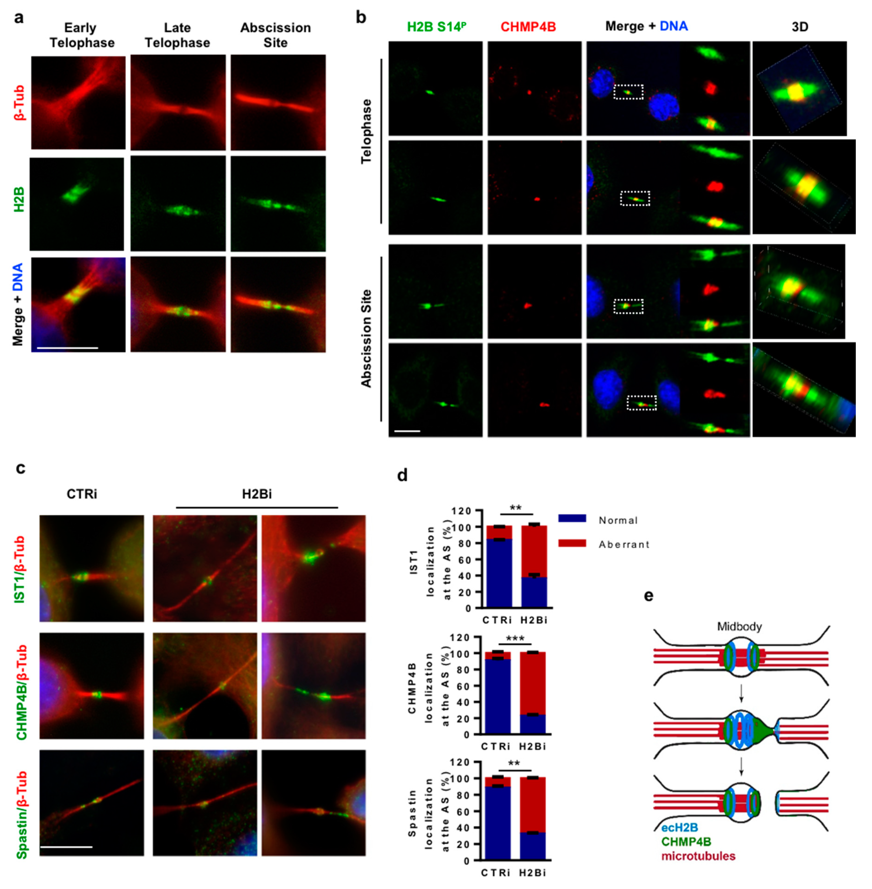 Cells 08 01391 g006