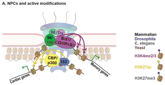 Cells 08 01414 g001a