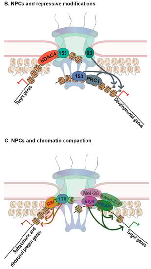 Cells 08 01414 g001b
