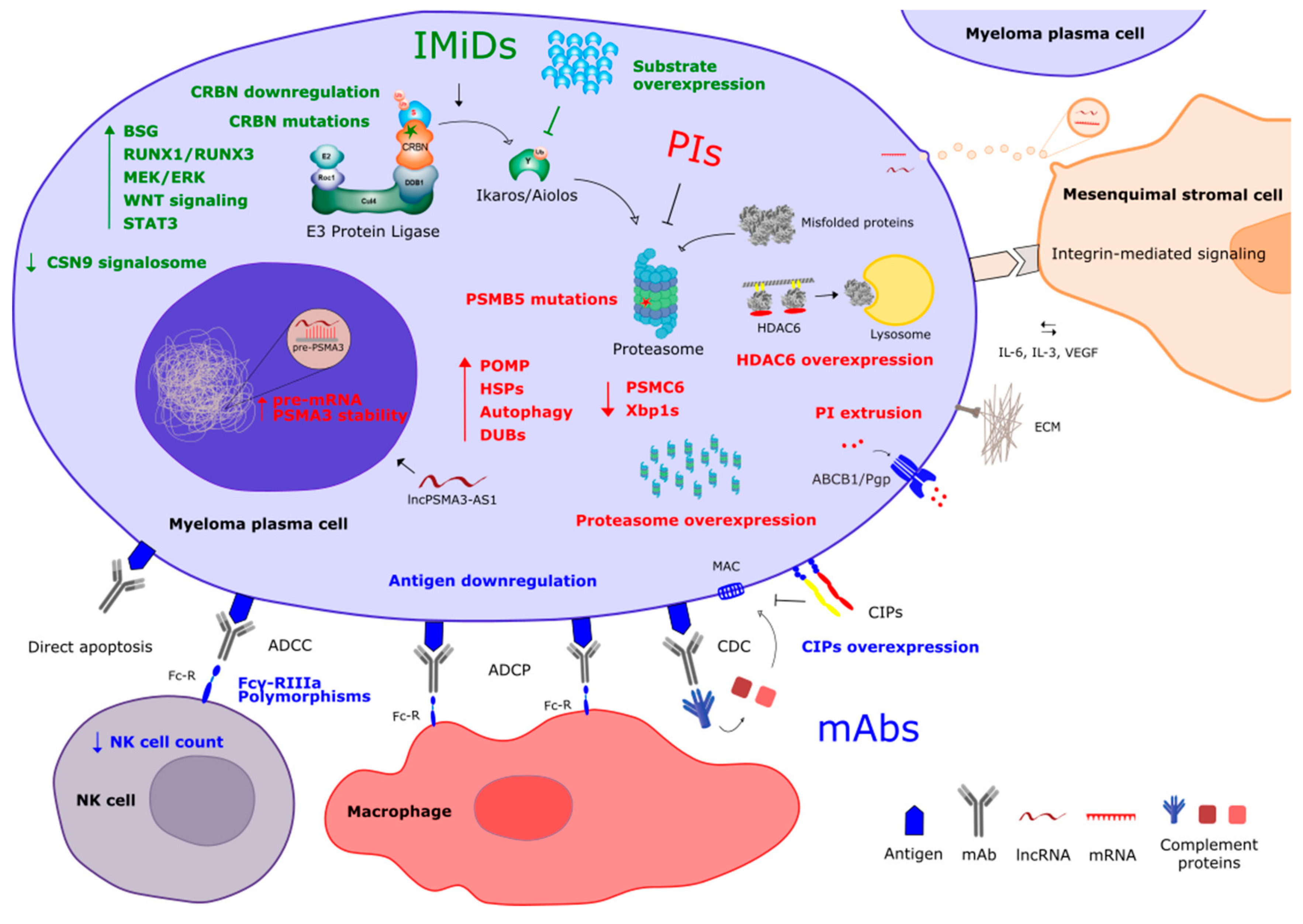 Cells 08 01432 g001 Cells 08 01432 g001