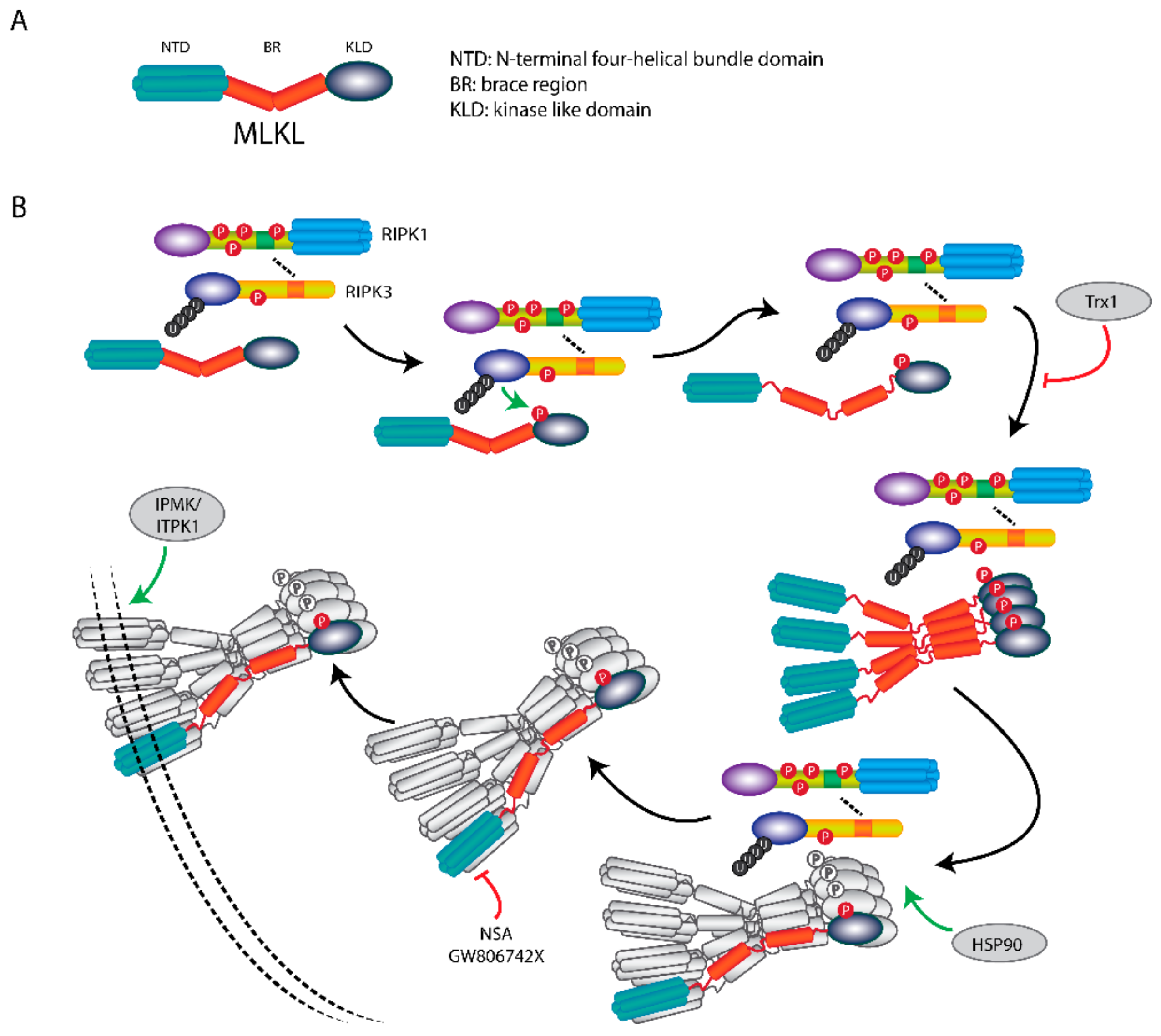Cells 08 01486 g004 Cells 08 01486 g004