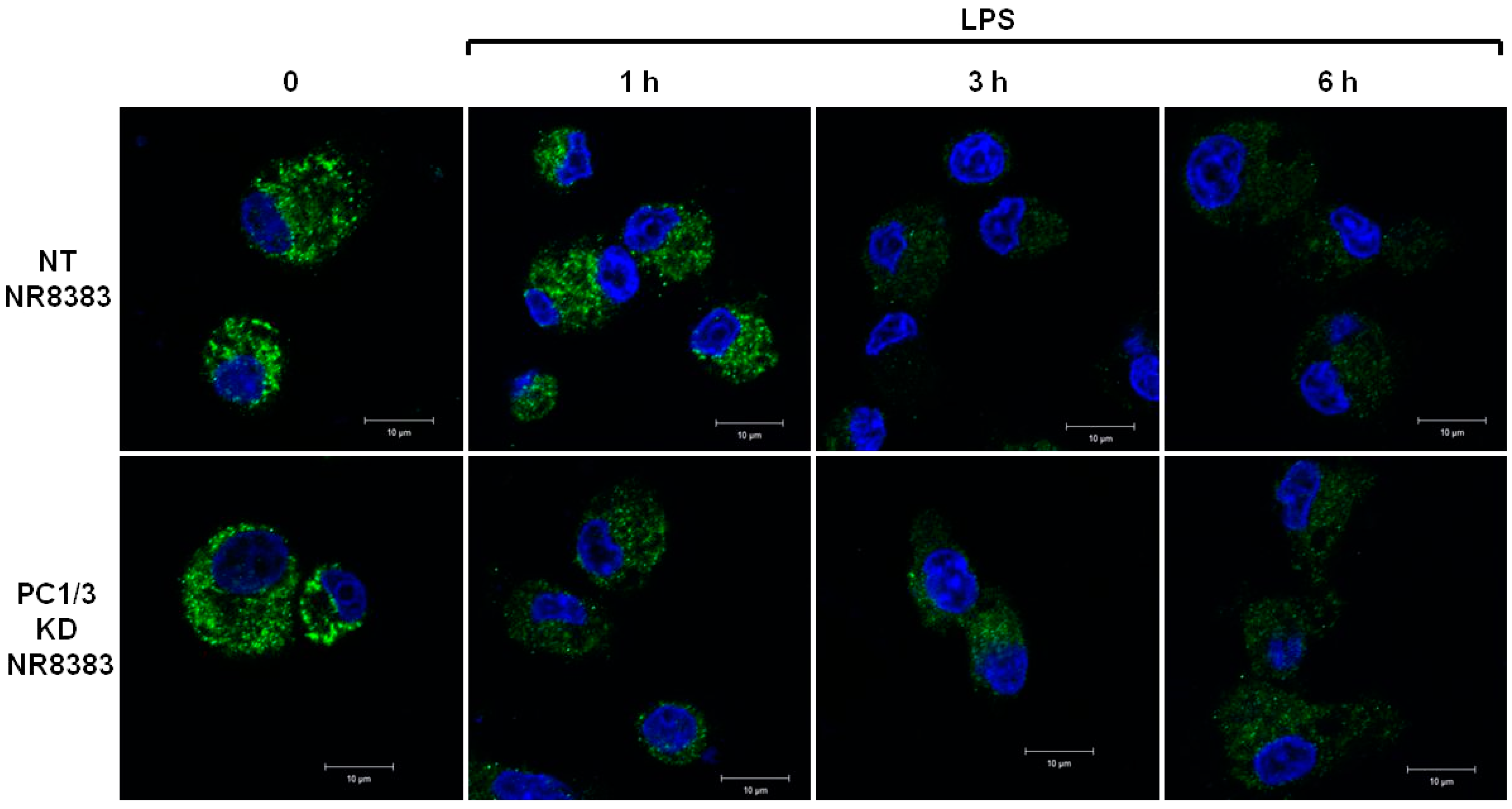 Cells 08 01490 g002 Cells 08 01490 g002