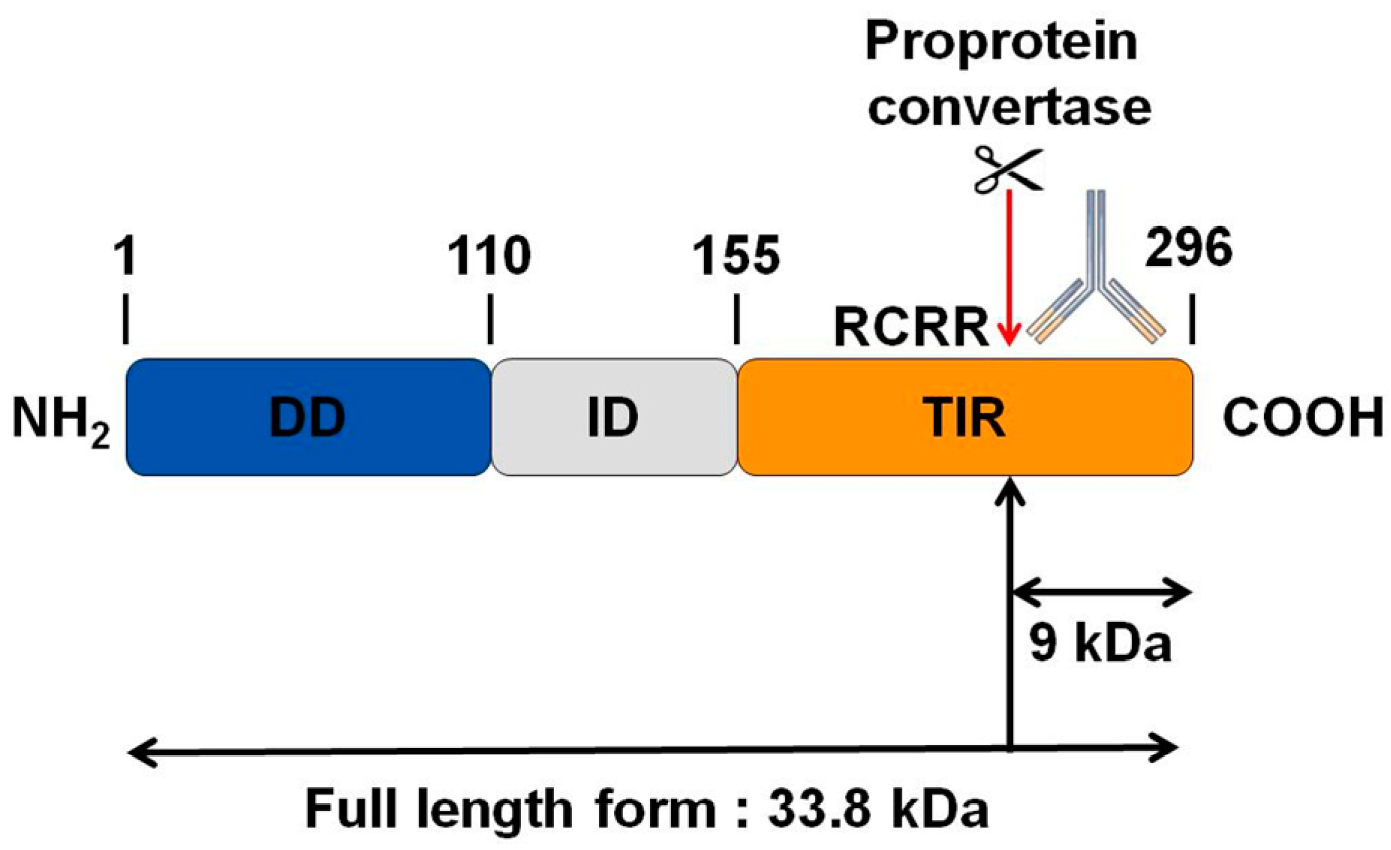 Cells 08 01490 g004 Cells 08 01490 g004