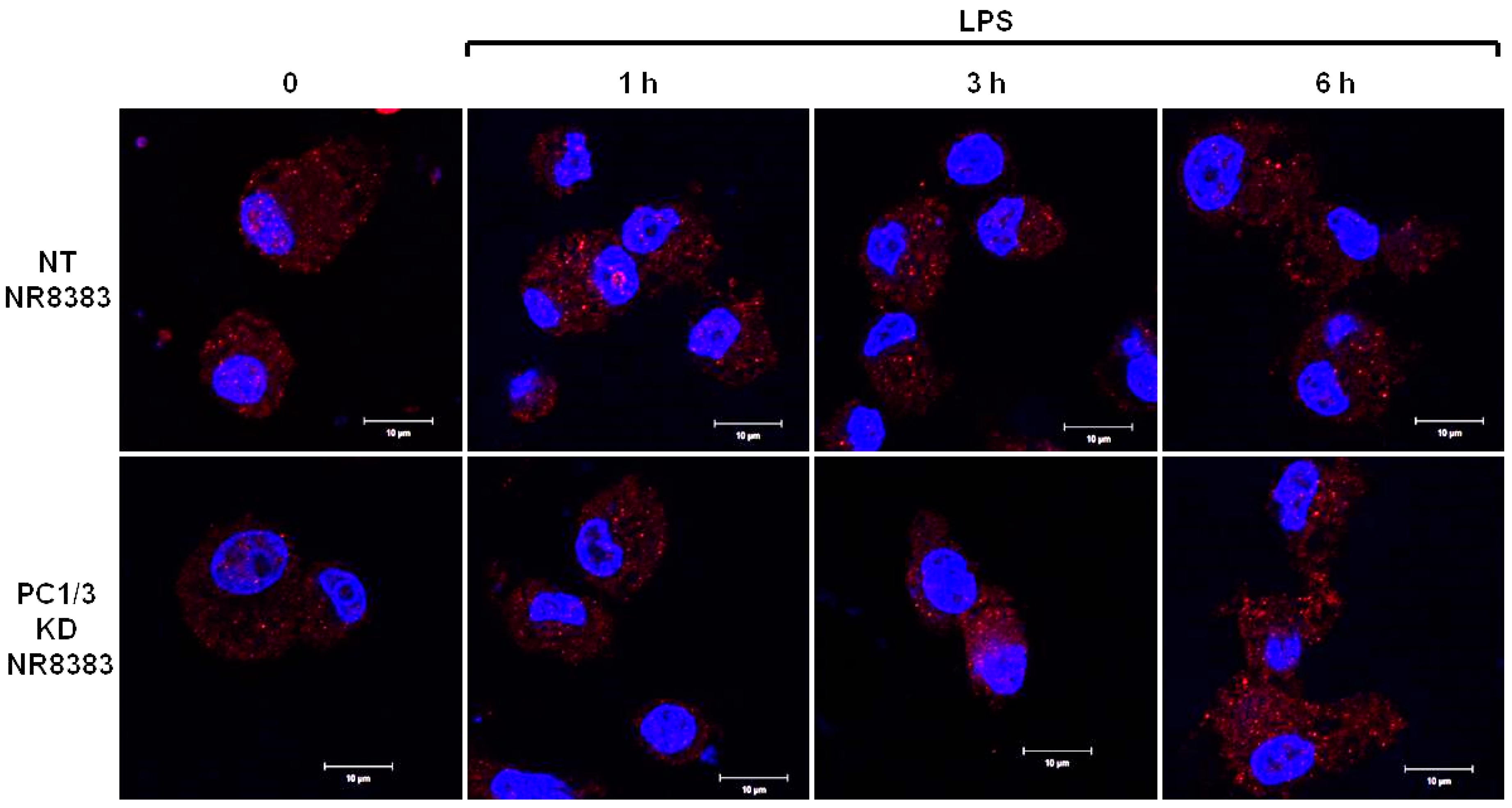 Cells 08 01490 g005 Cells 08 01490 g005