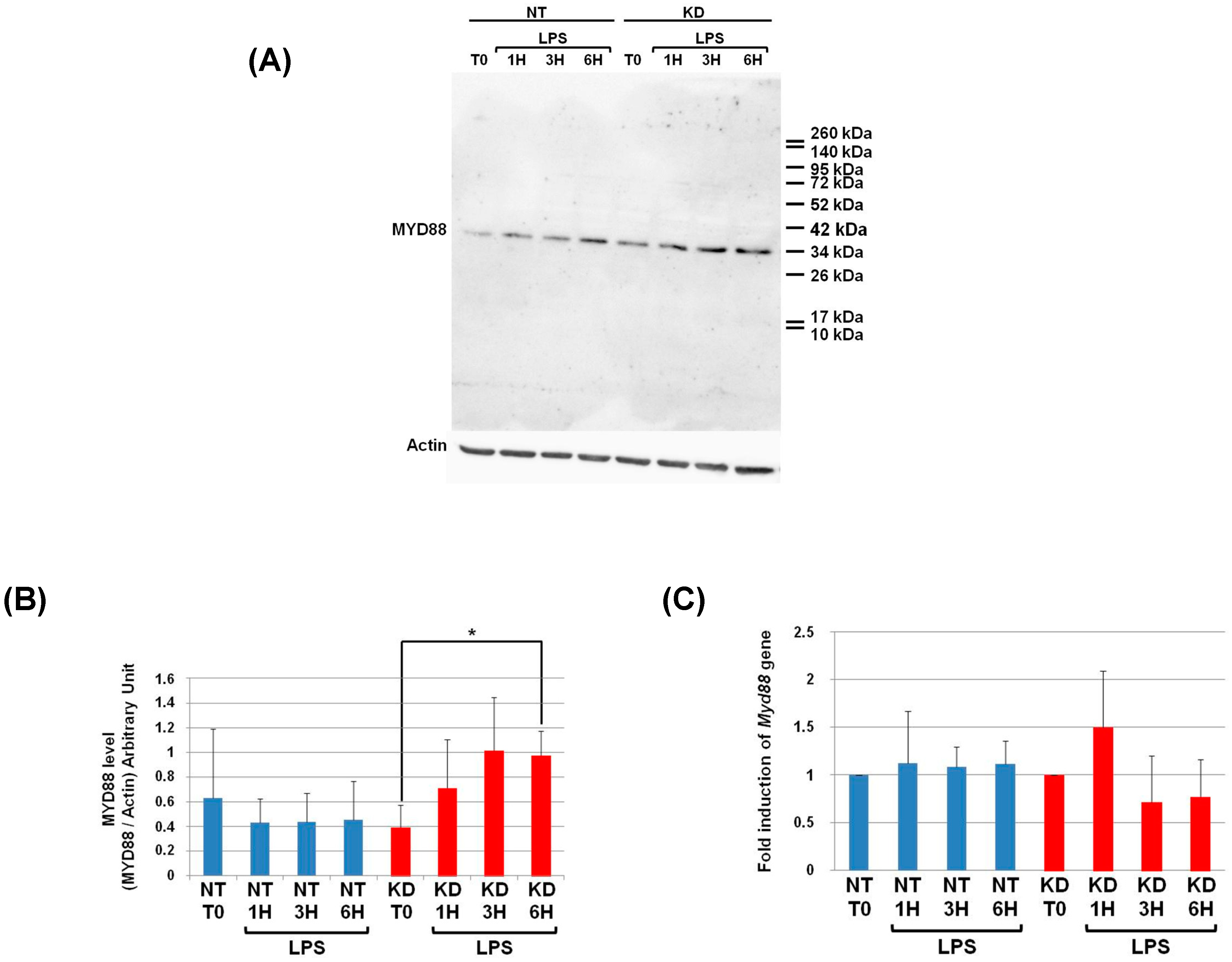Cells 08 01490 g006 Cells 08 01490 g006