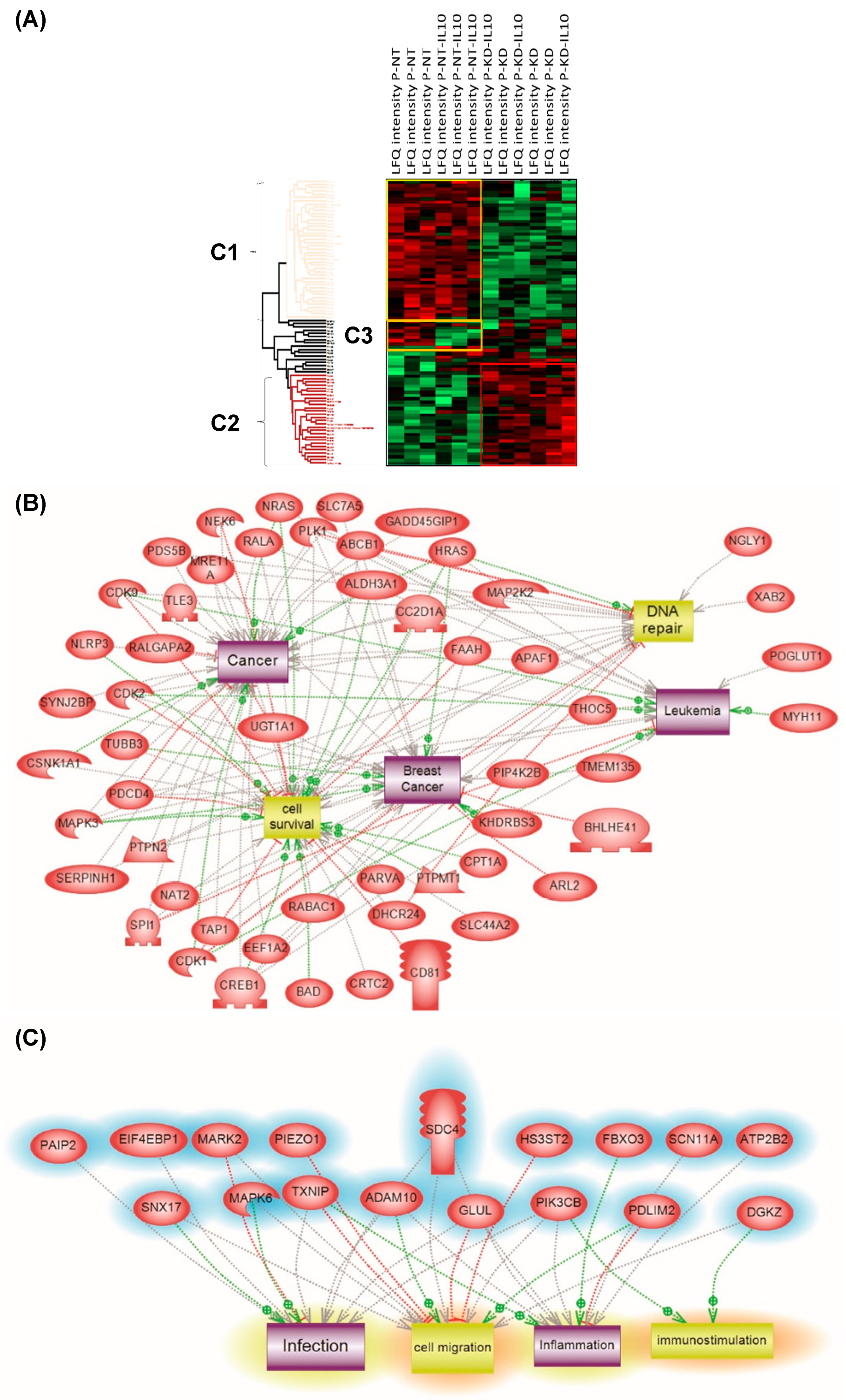 Cells 08 01490 g007 Cells 08 01490 g007