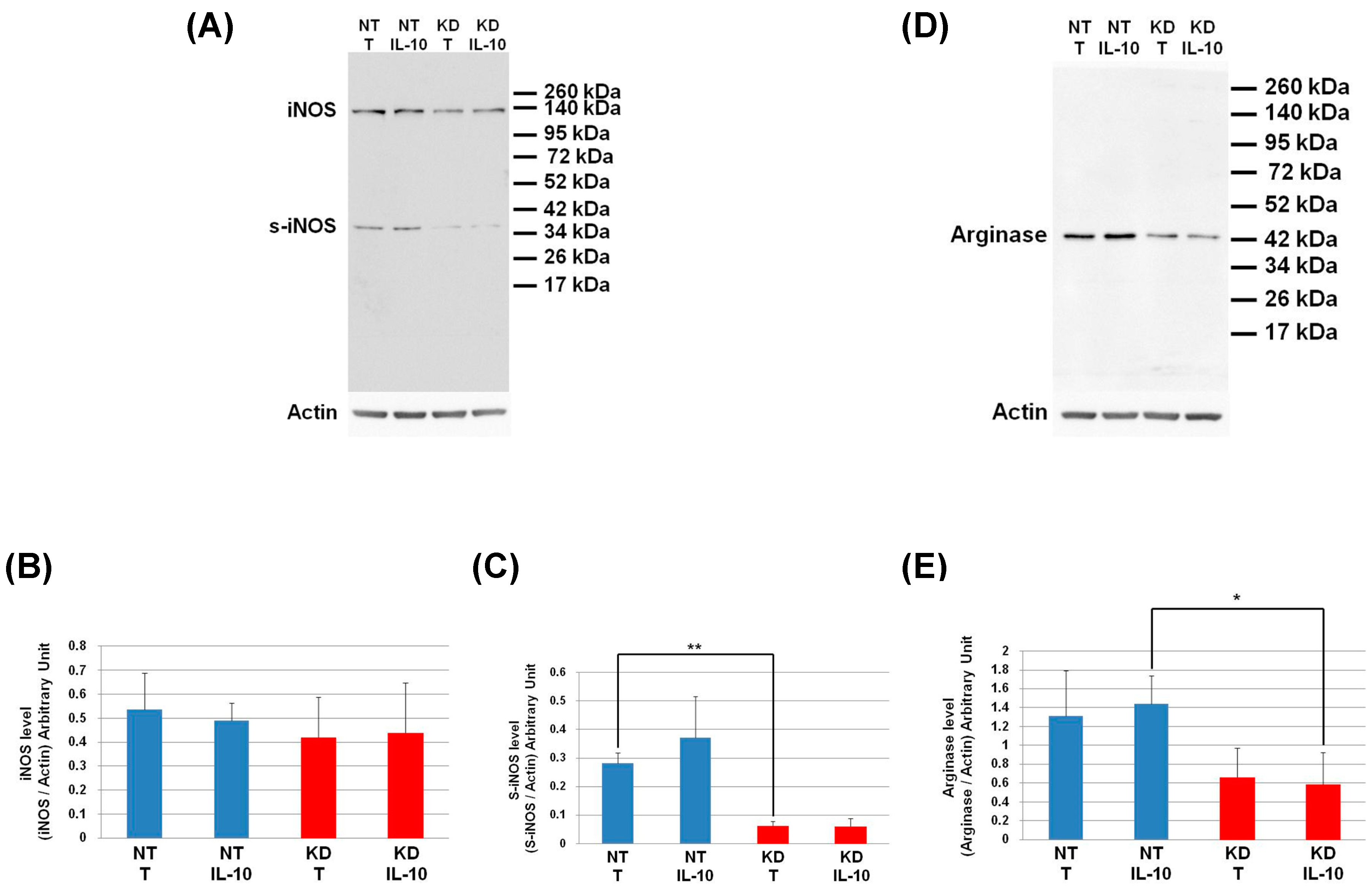 Cells 08 01490 g009 Cells 08 01490 g009