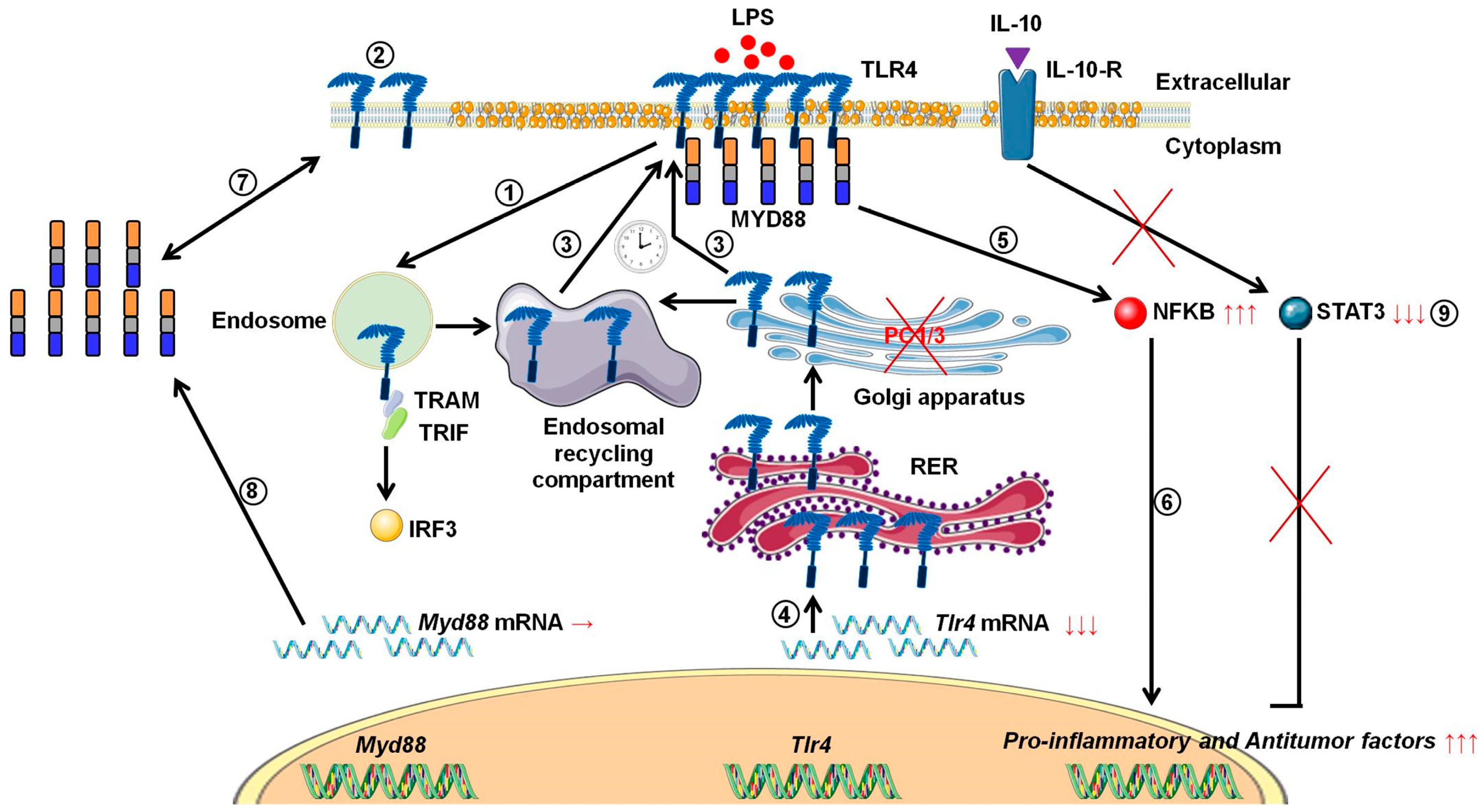 Cells 08 01490 g010 Cells 08 01490 g010