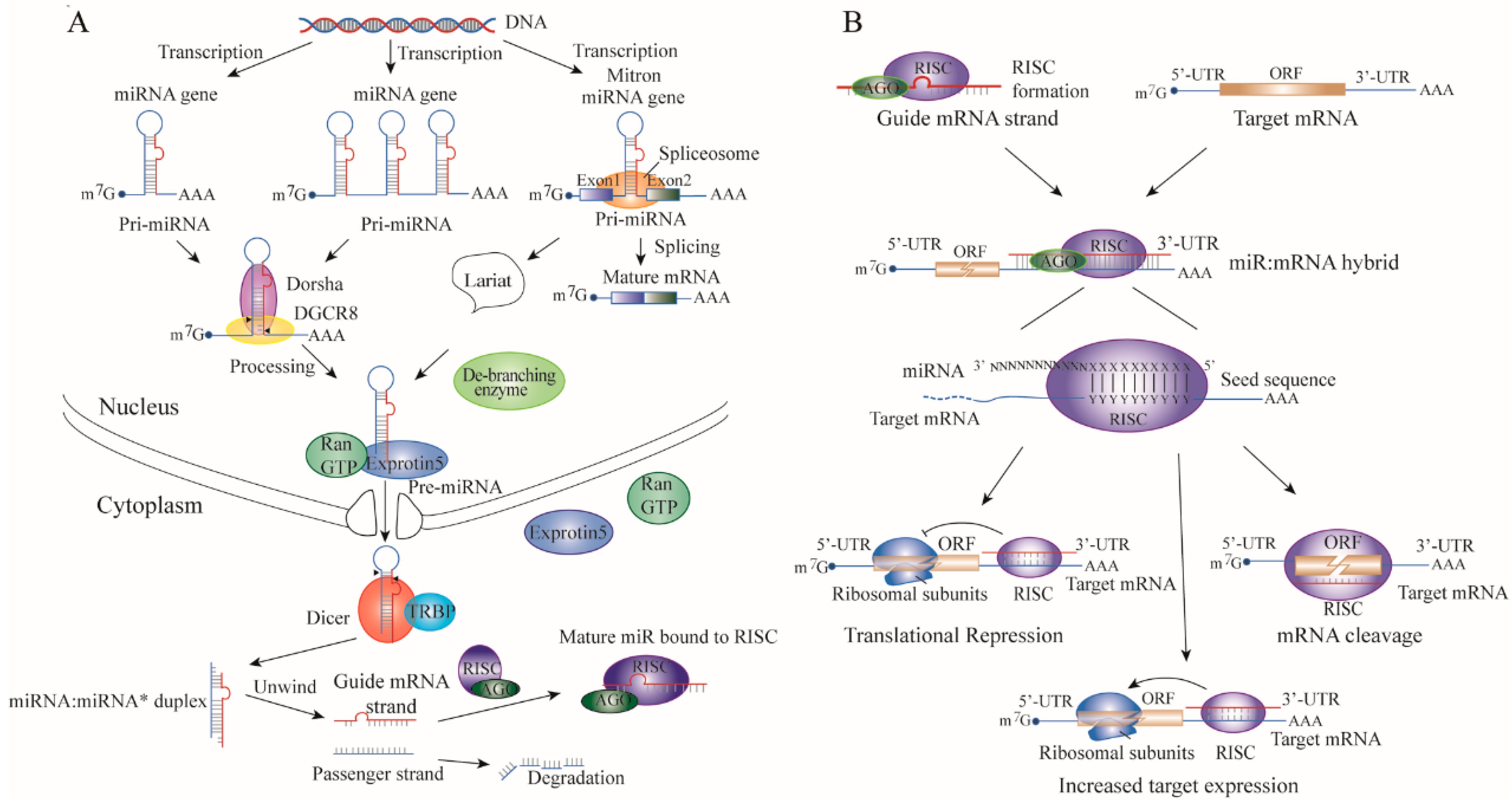 Cells 08 01492 g001 Cells 08 01492 g001