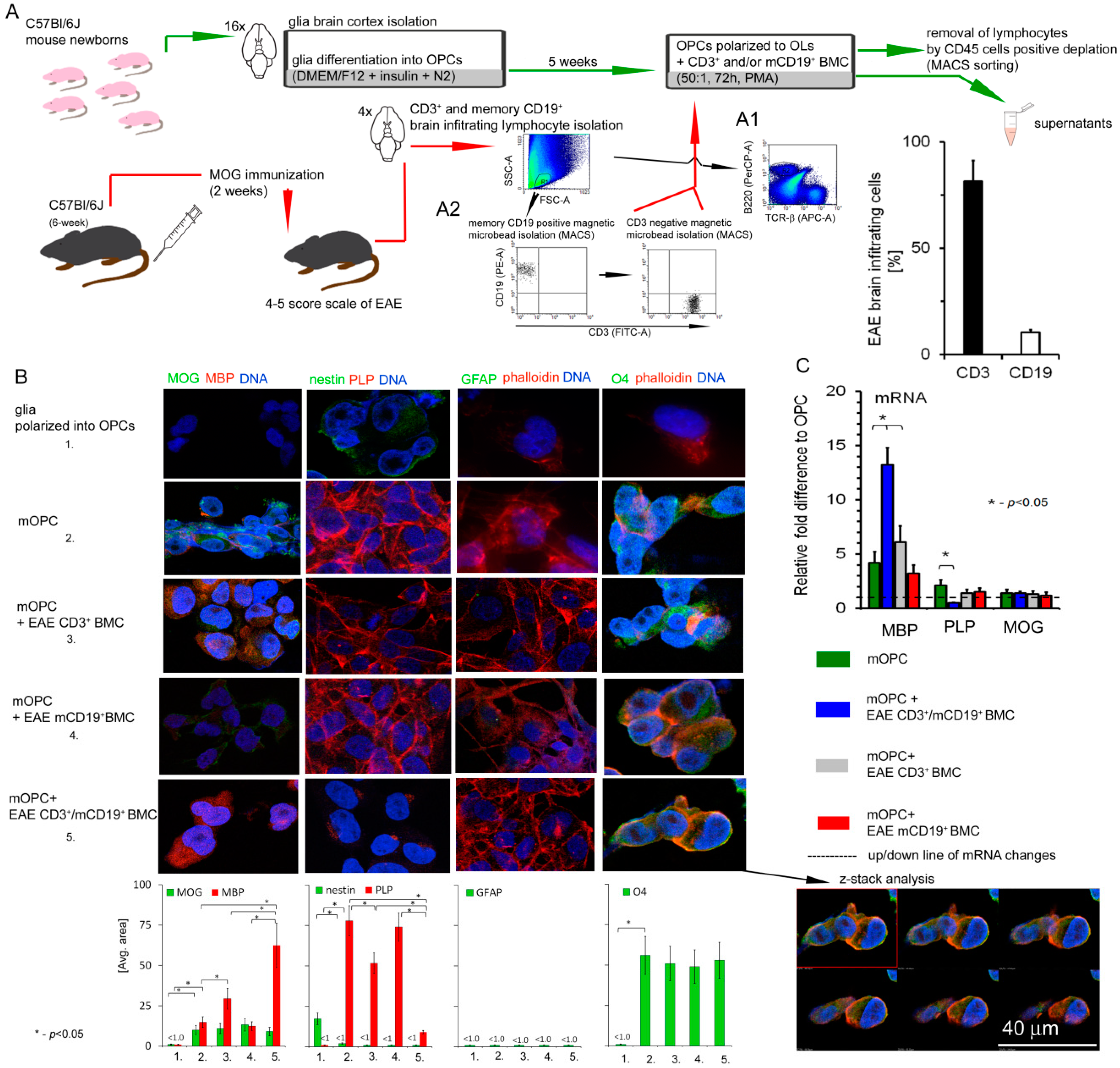 Cells 08 01508 g002 Cells 08 01508 g002