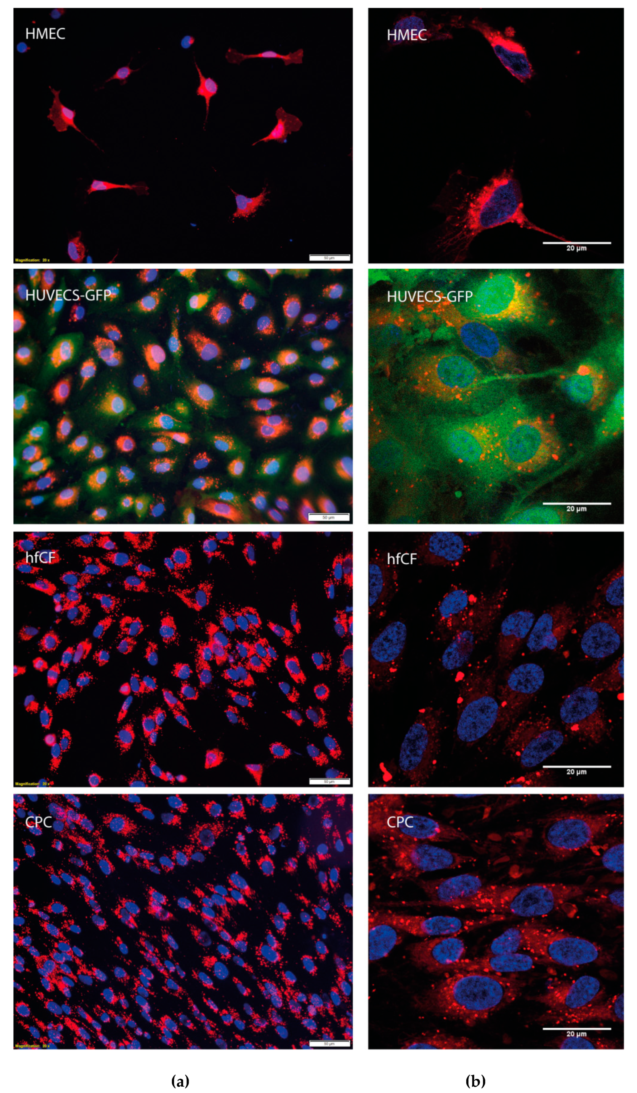 Cells 08 01509 g003 Cells 08 01509 g003