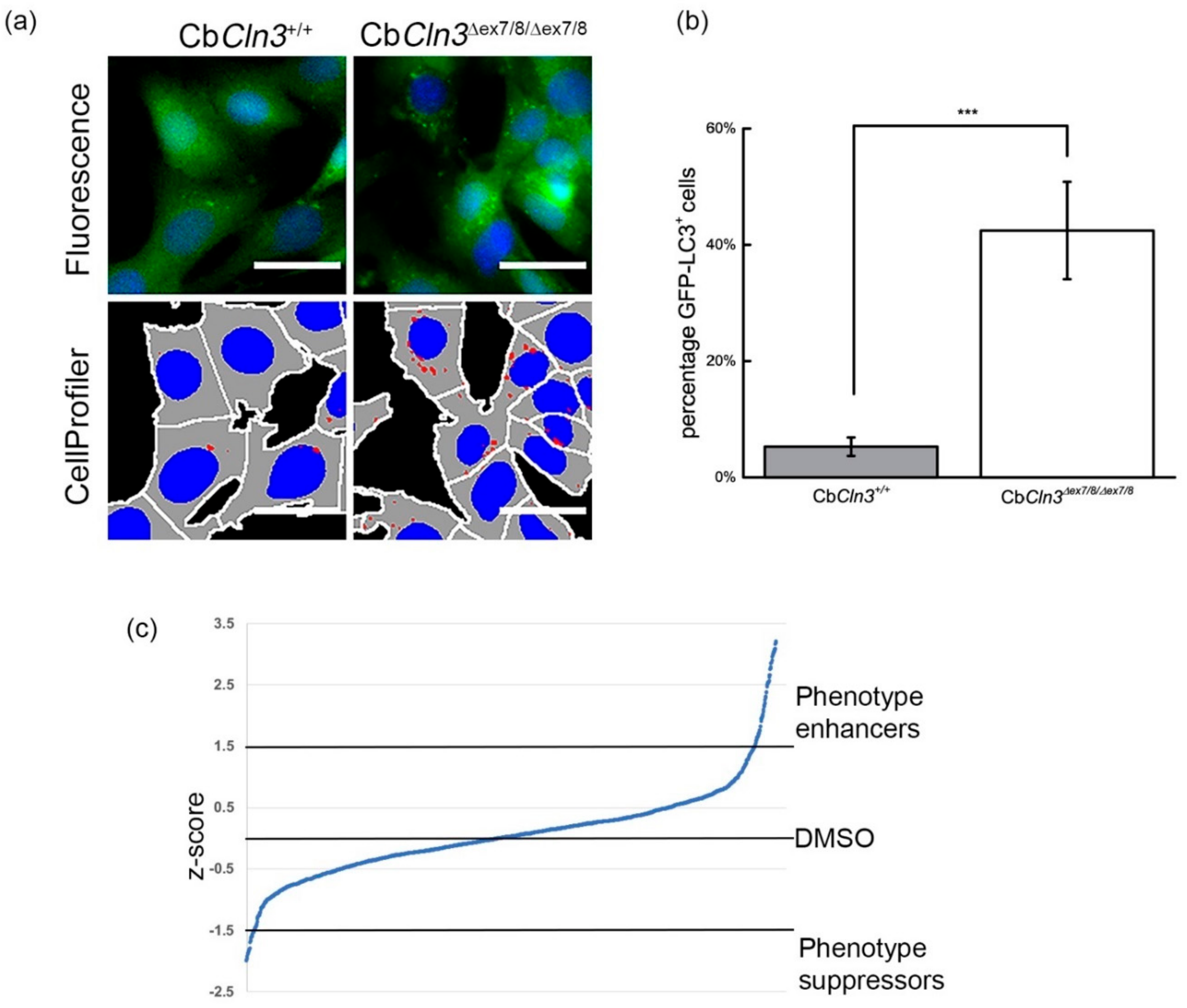 Cells 08 01531 g001 Cells 08 01531 g001