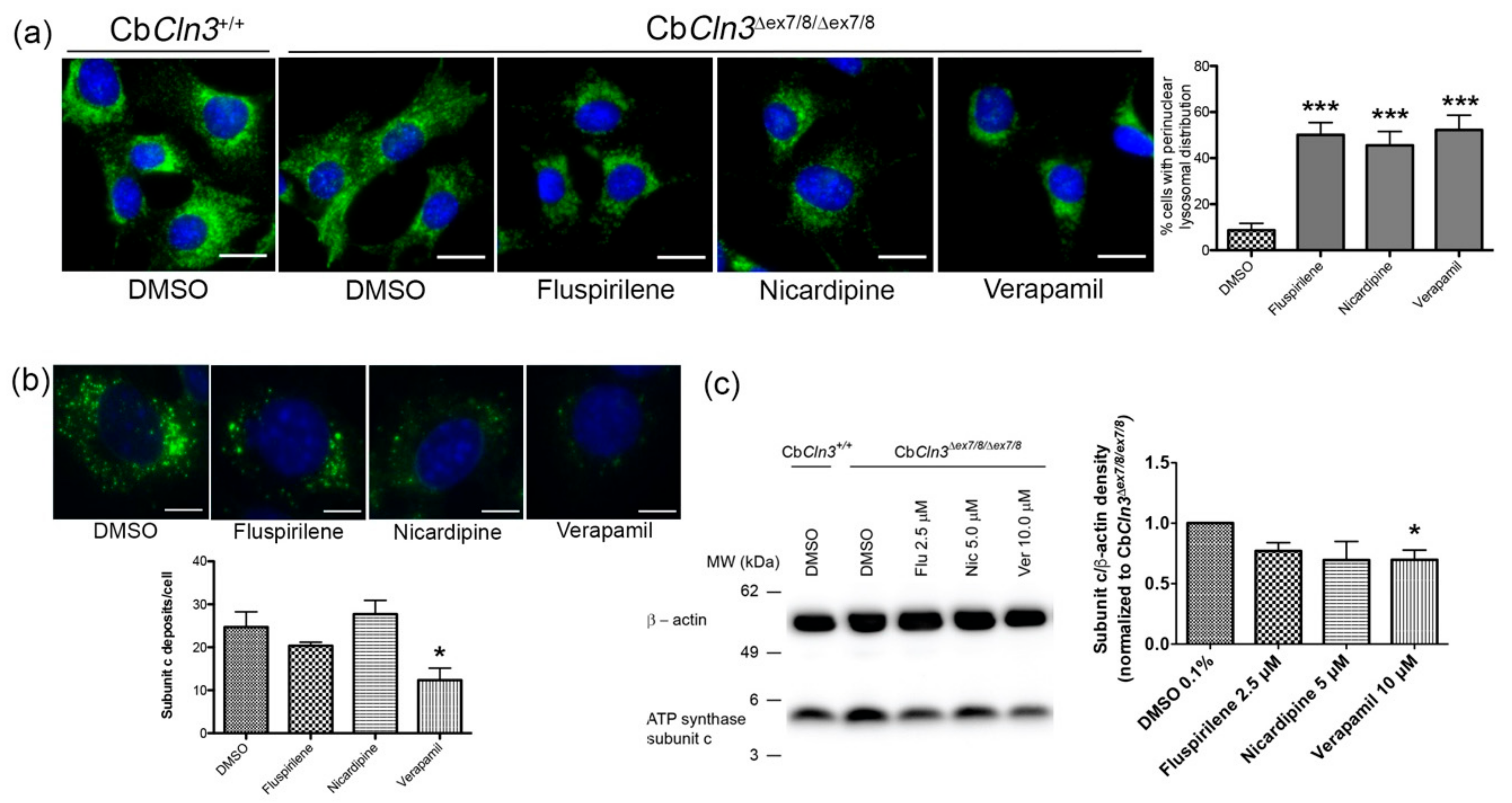 Cells 08 01531 g003 Cells 08 01531 g003