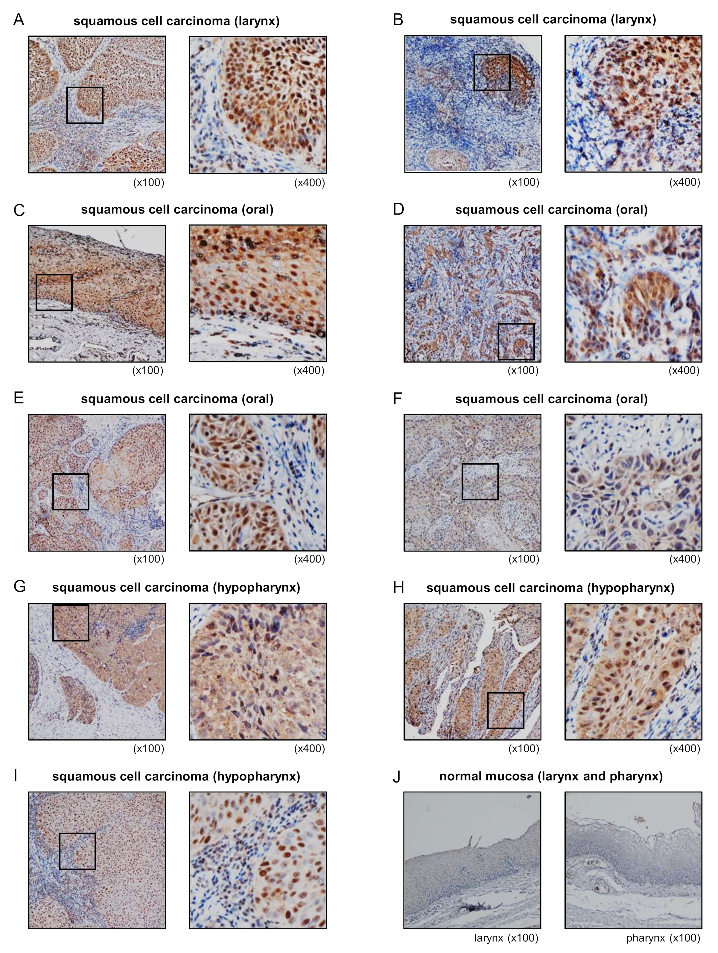 Cells 08 01535 g007
