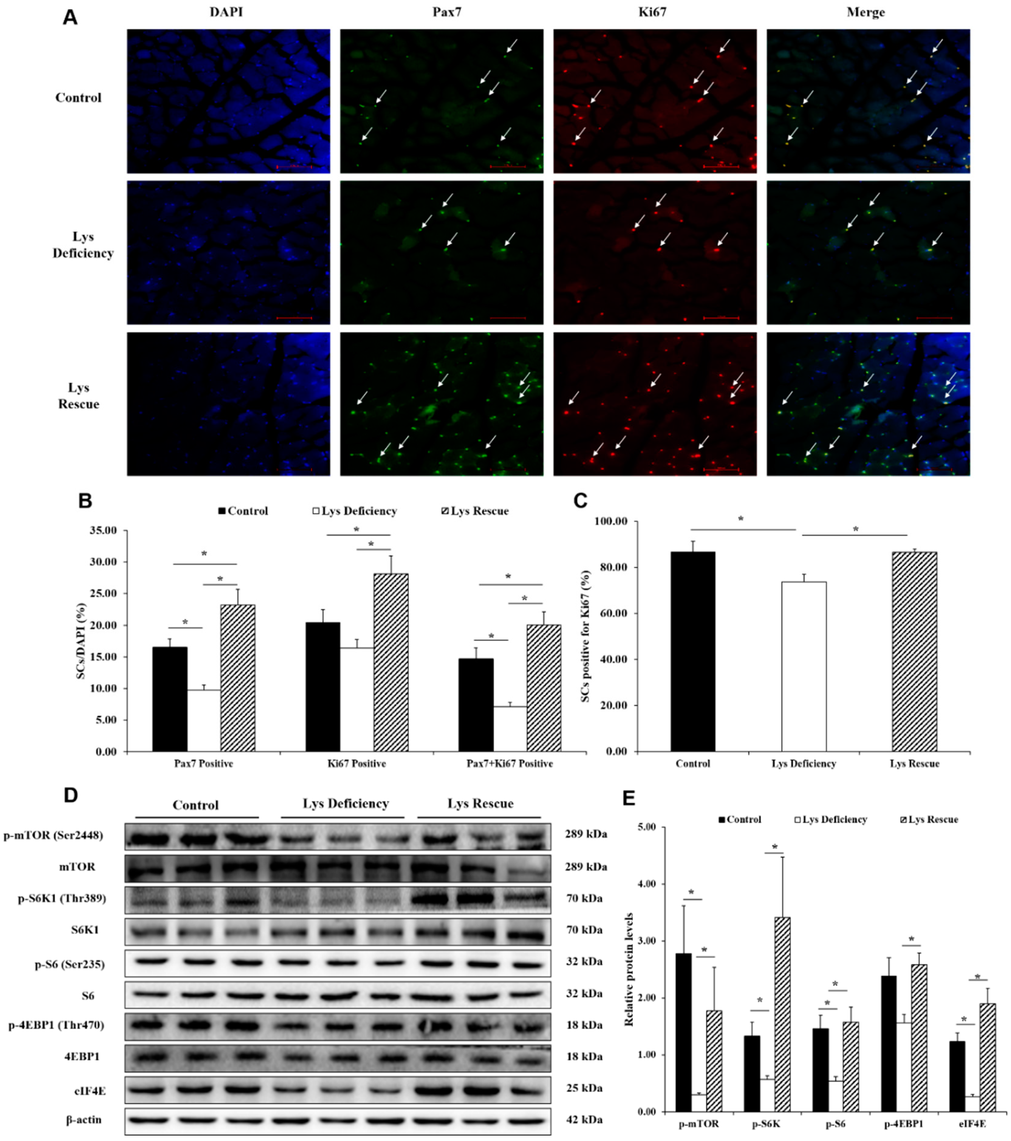 Cells 08 01549 g002 Cells 08 01549 g002