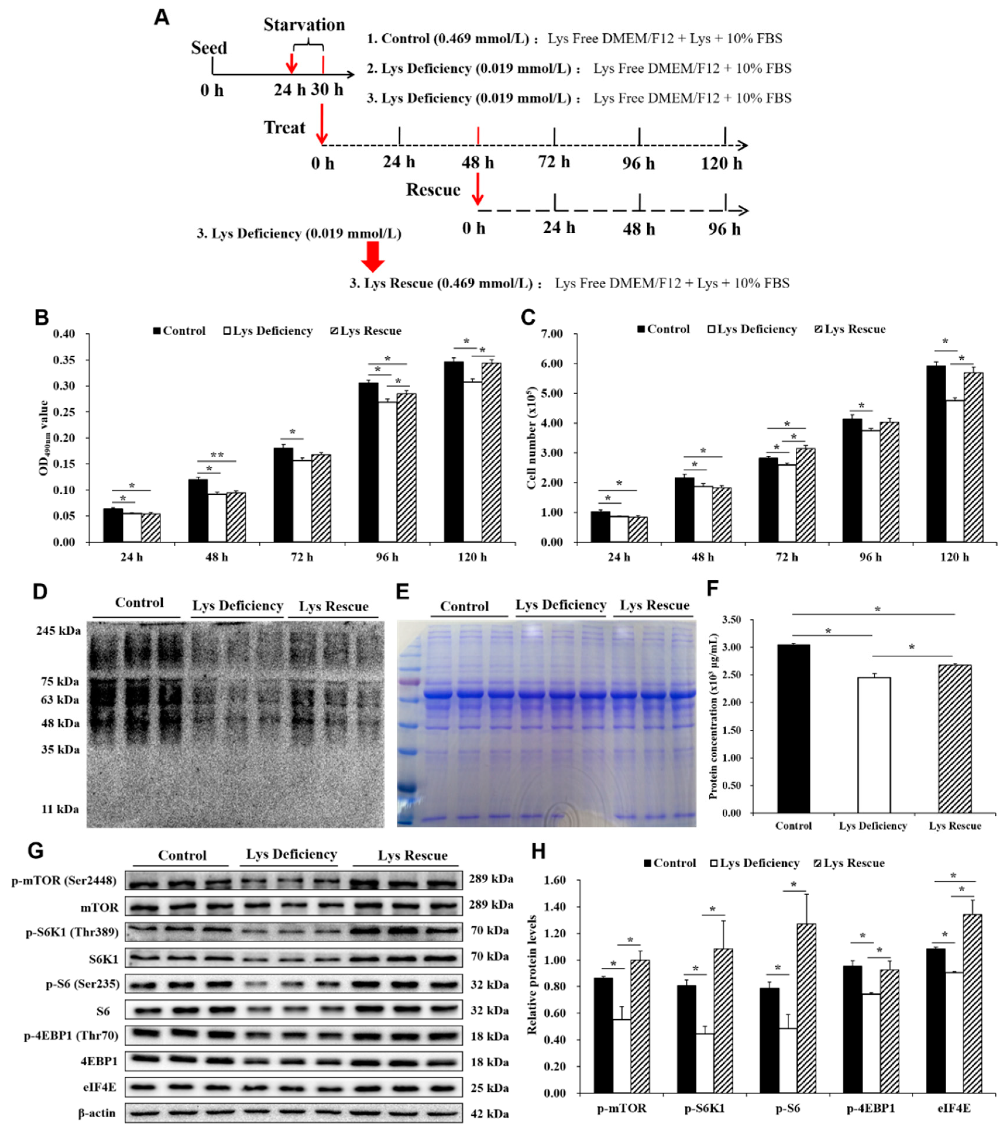 Cells 08 01549 g003 Cells 08 01549 g003