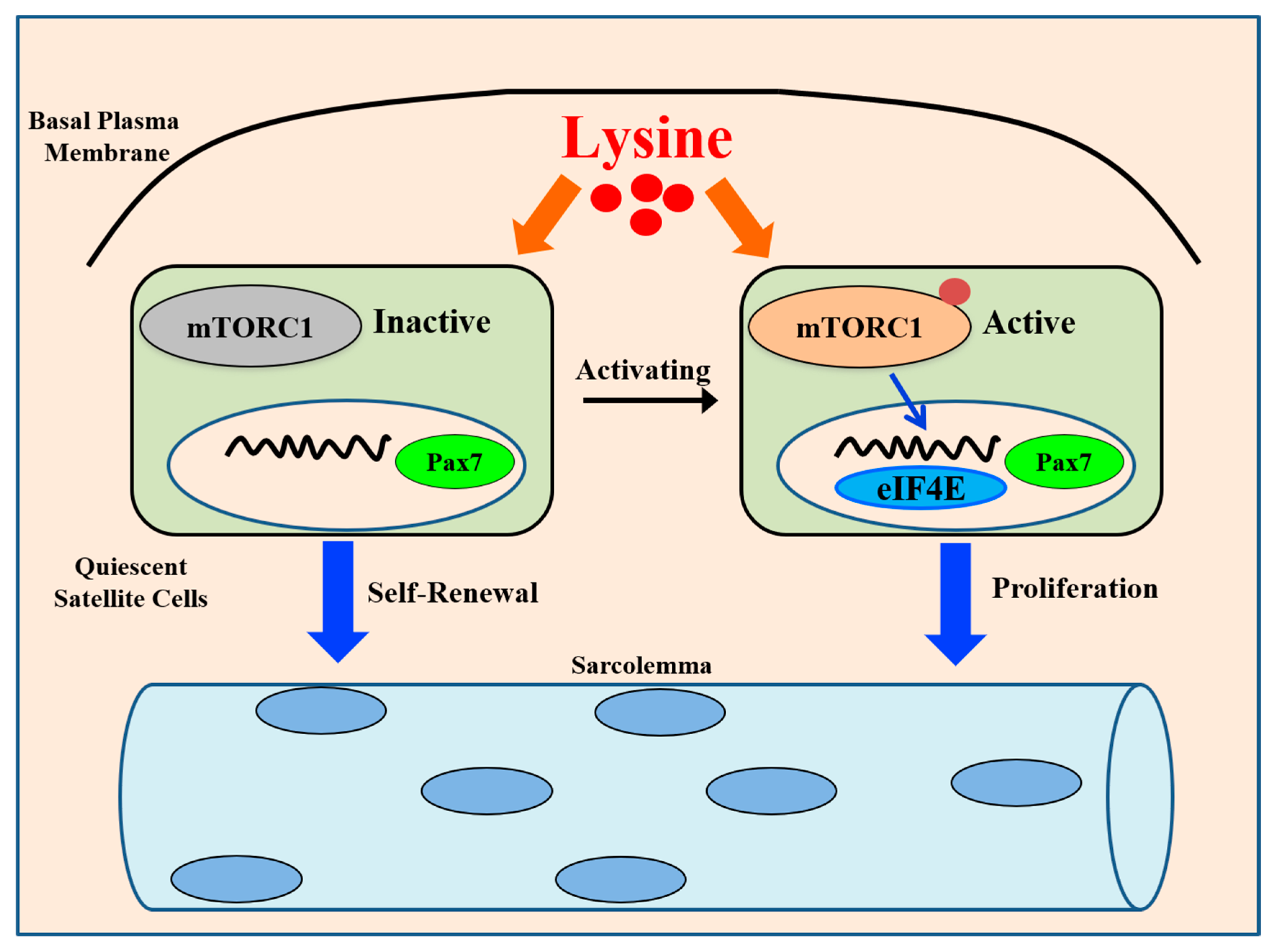 Cells 08 01549 g005 Cells 08 01549 g005