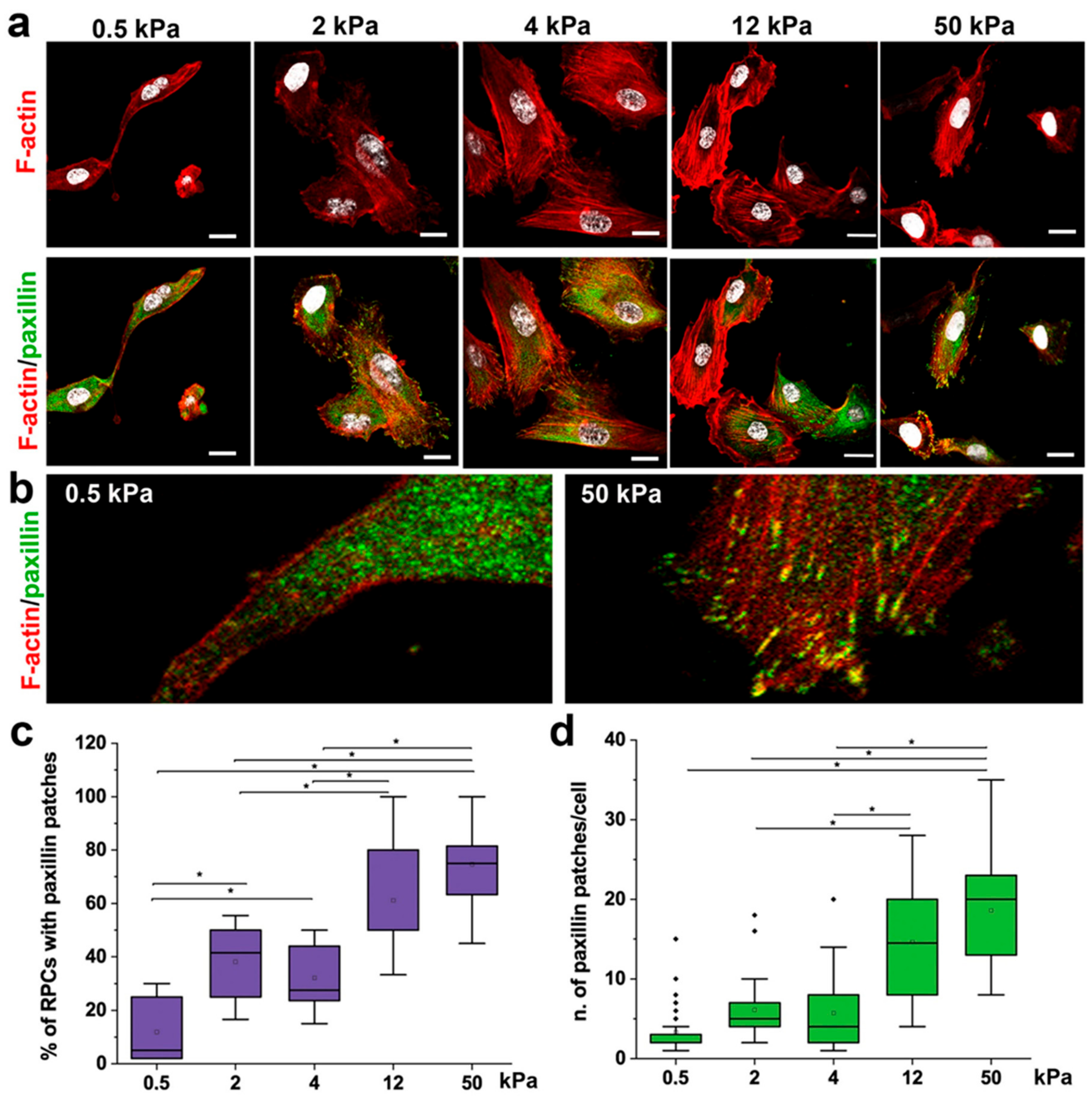 Cells 08 01561 g003 Cells 08 01561 g003