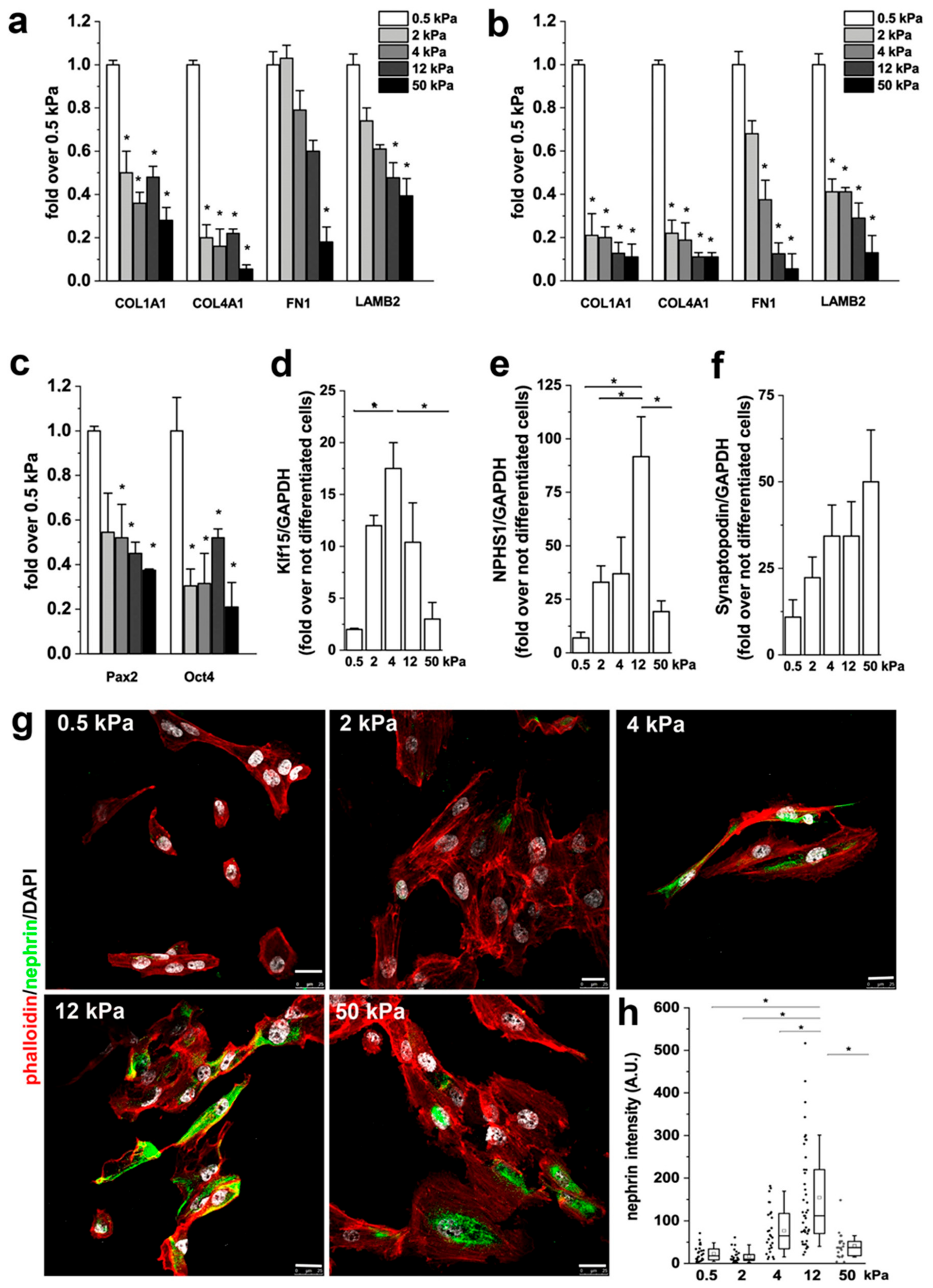 Cells 08 01561 g005 Cells 08 01561 g005