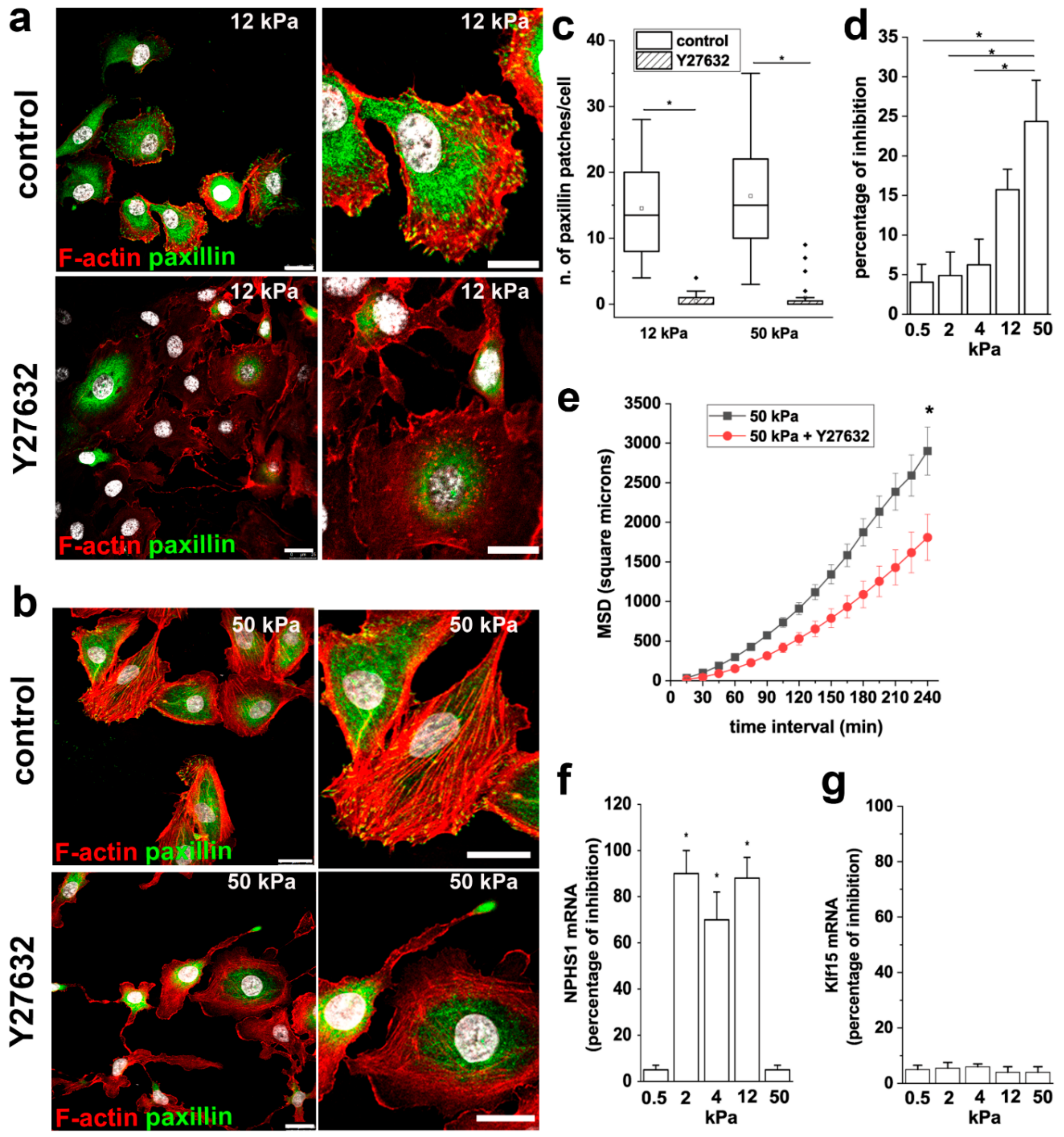 Cells 08 01561 g006 Cells 08 01561 g006