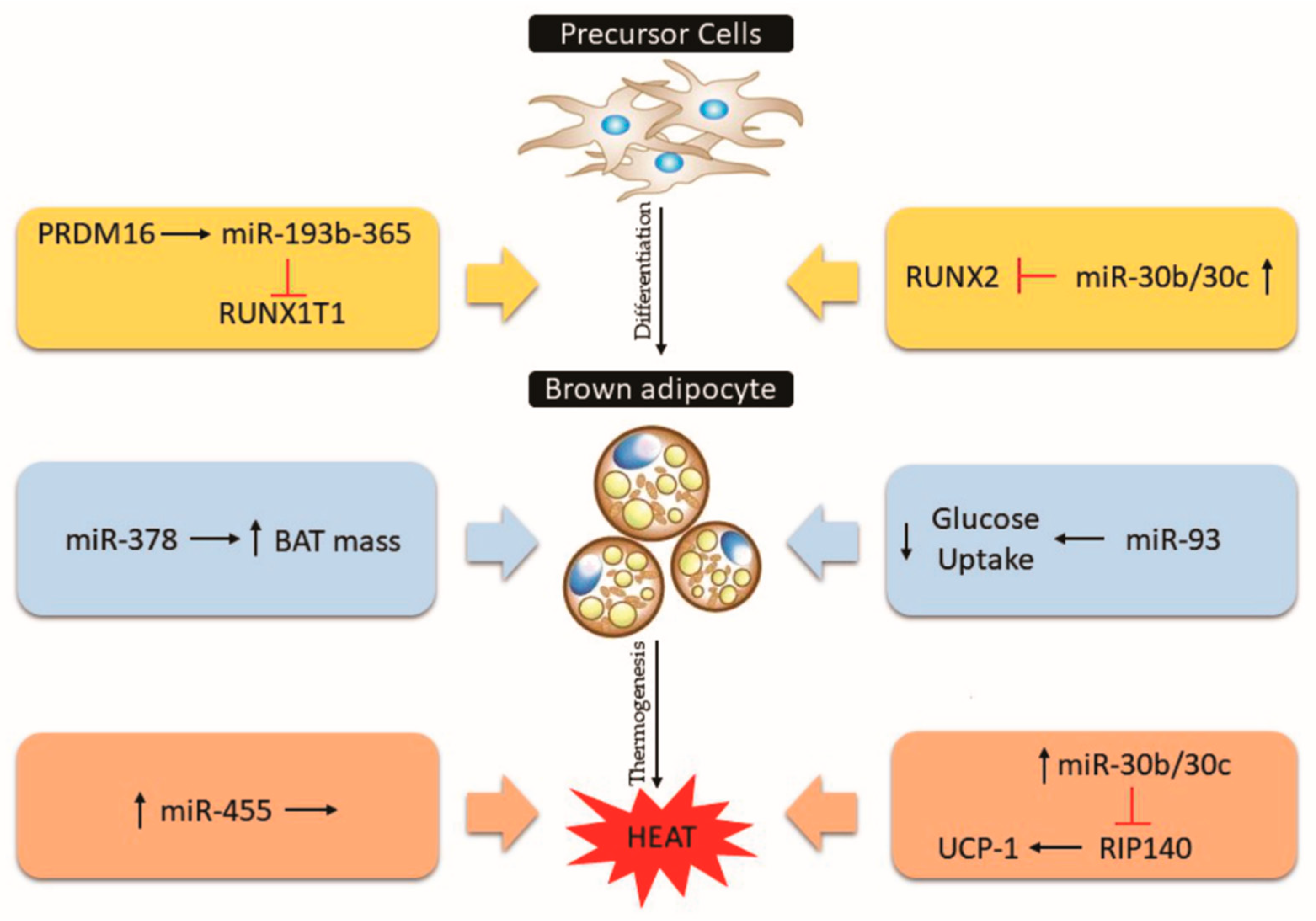 Cells 08 01581 g006 Cells 08 01581 g006