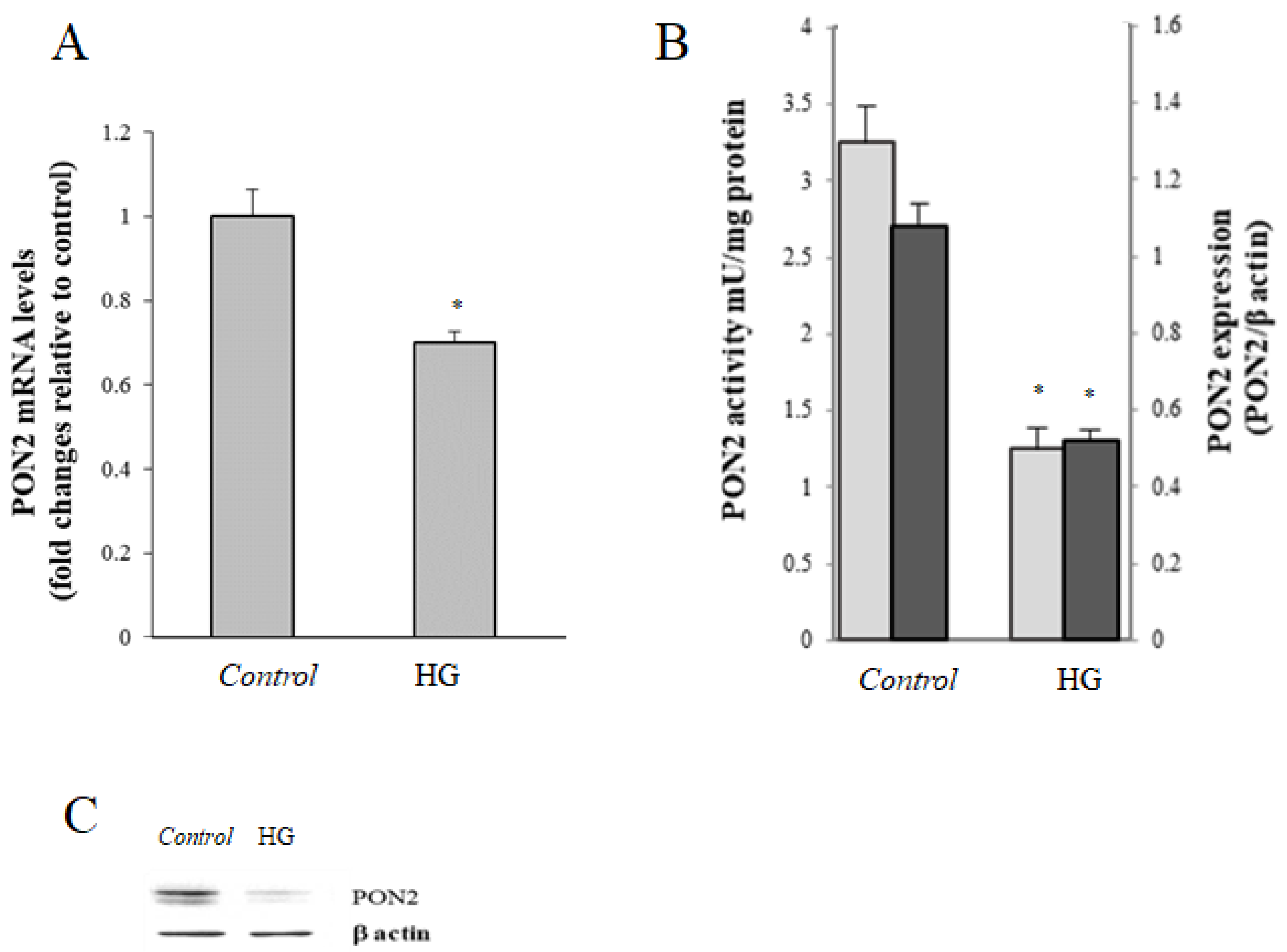 Cells 08 01616 g003 Cells 08 01616 g003