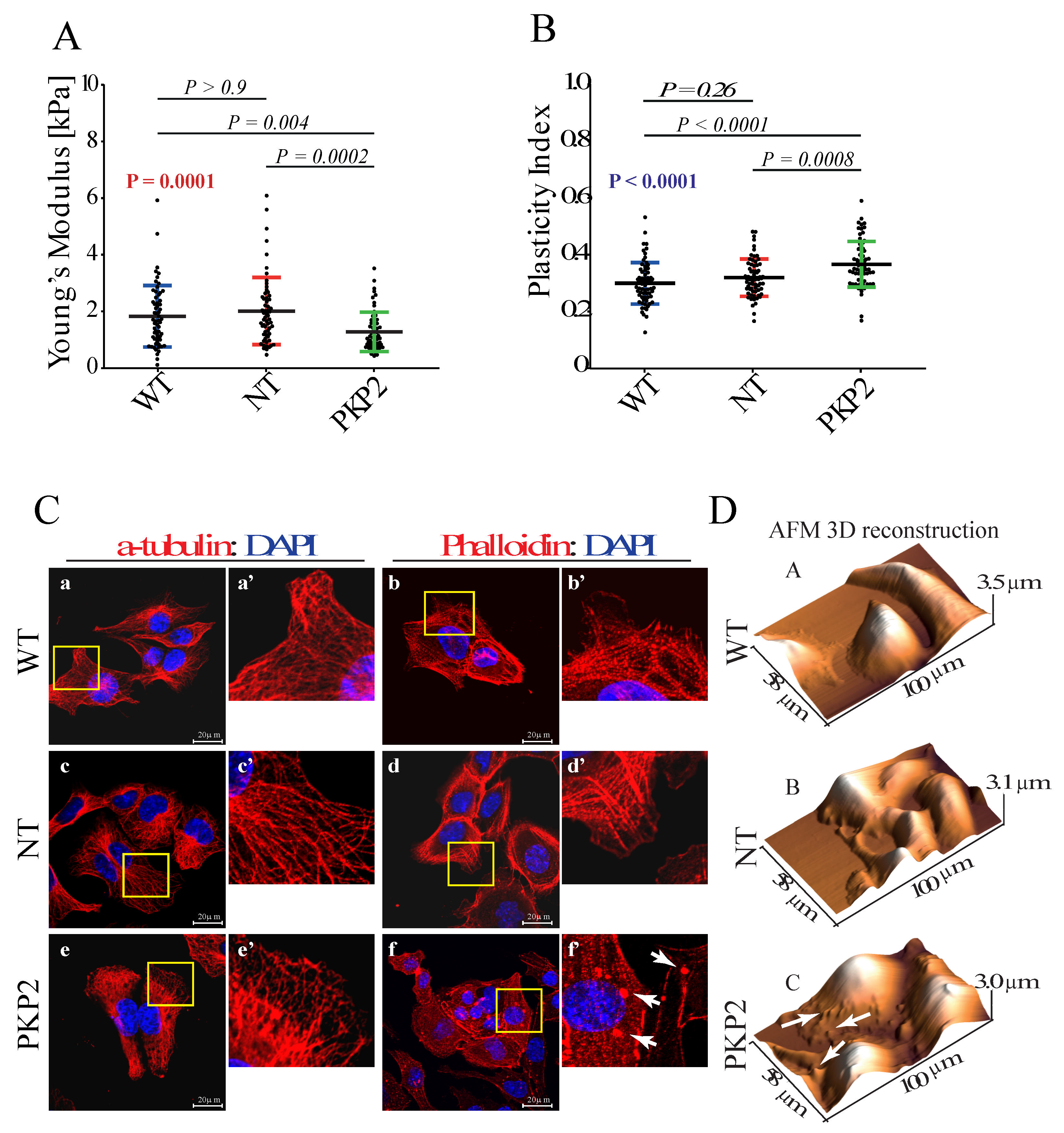 Cells 08 01639 g001