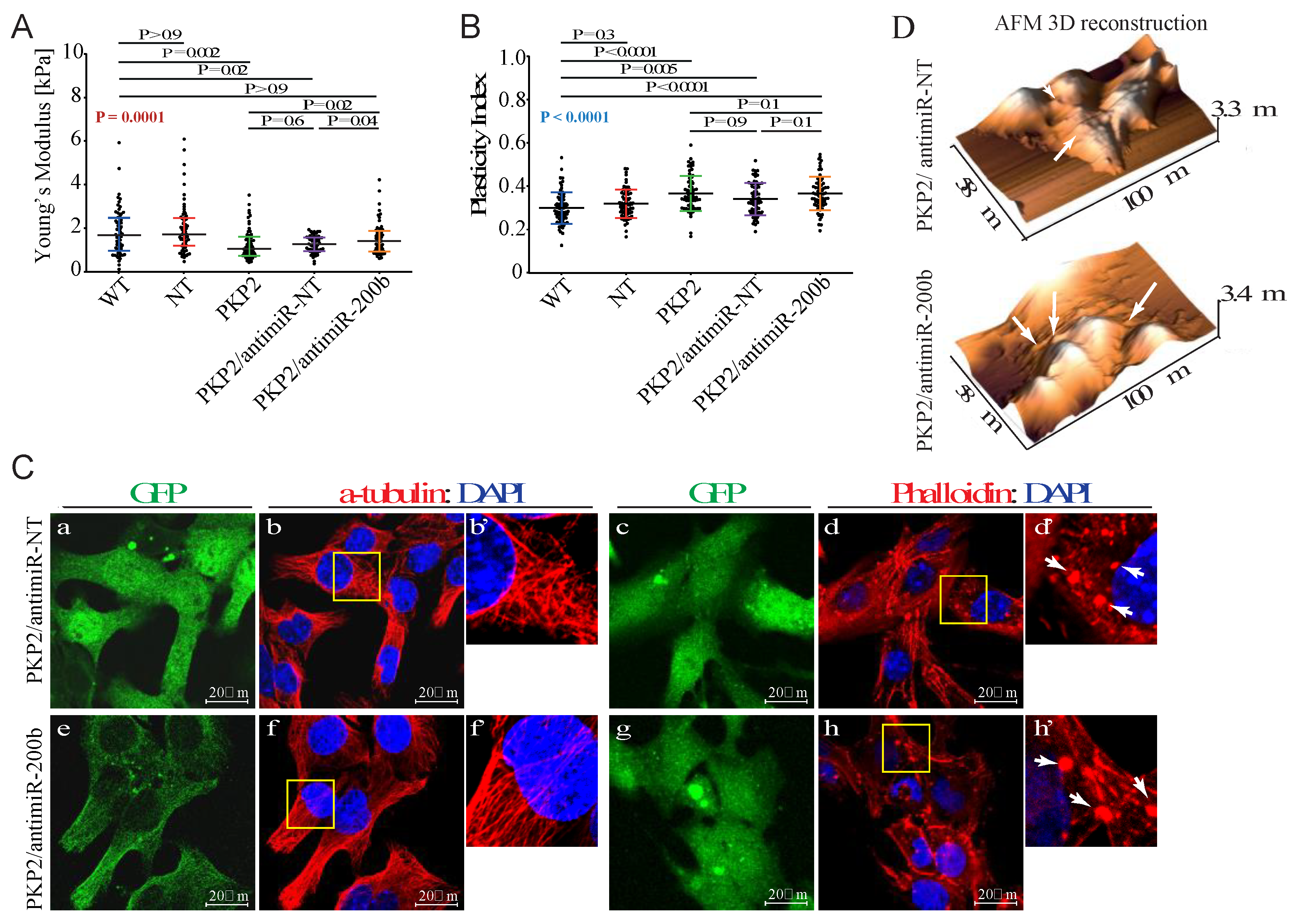 Cells 08 01639 g004