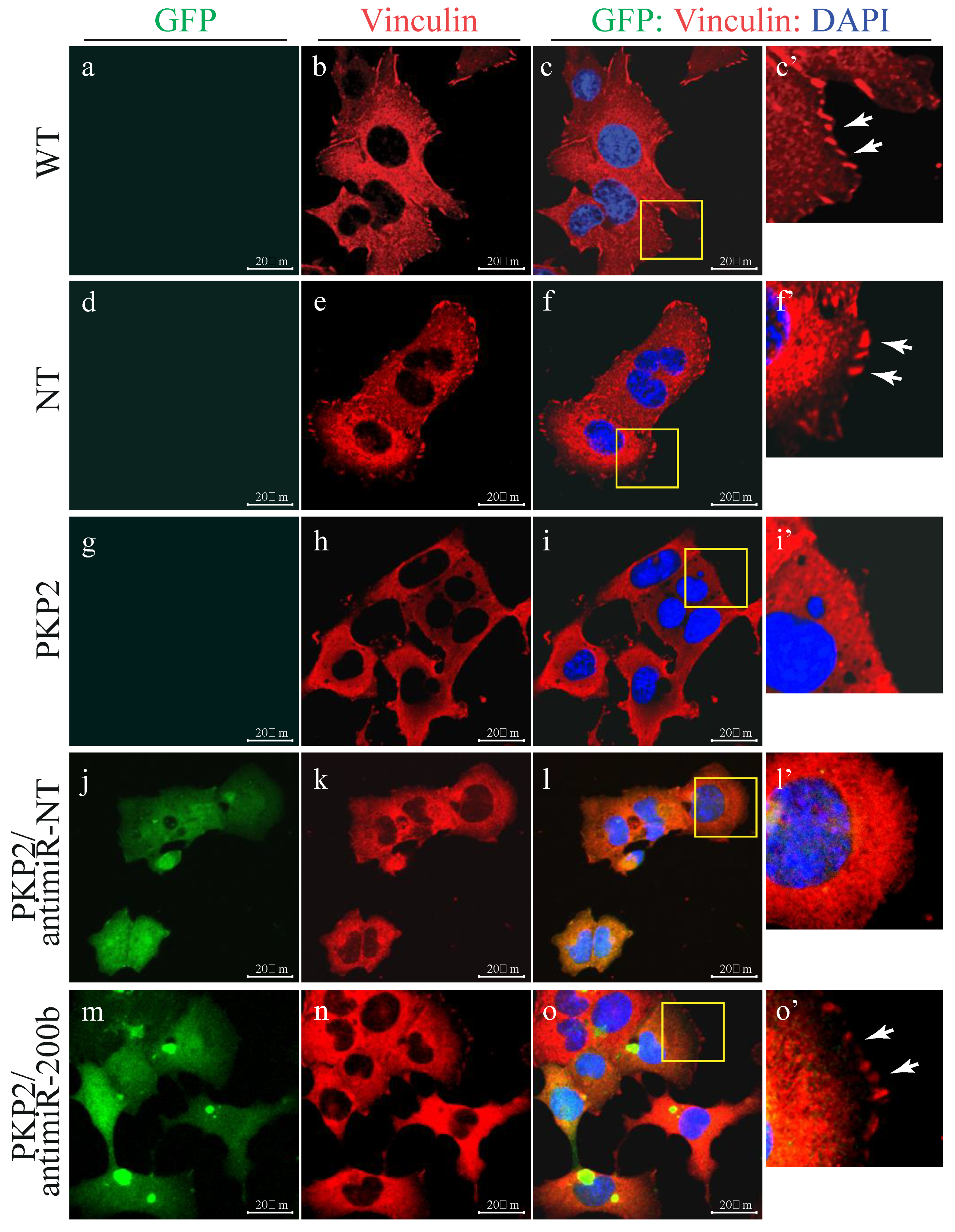 Cells 08 01639 g005