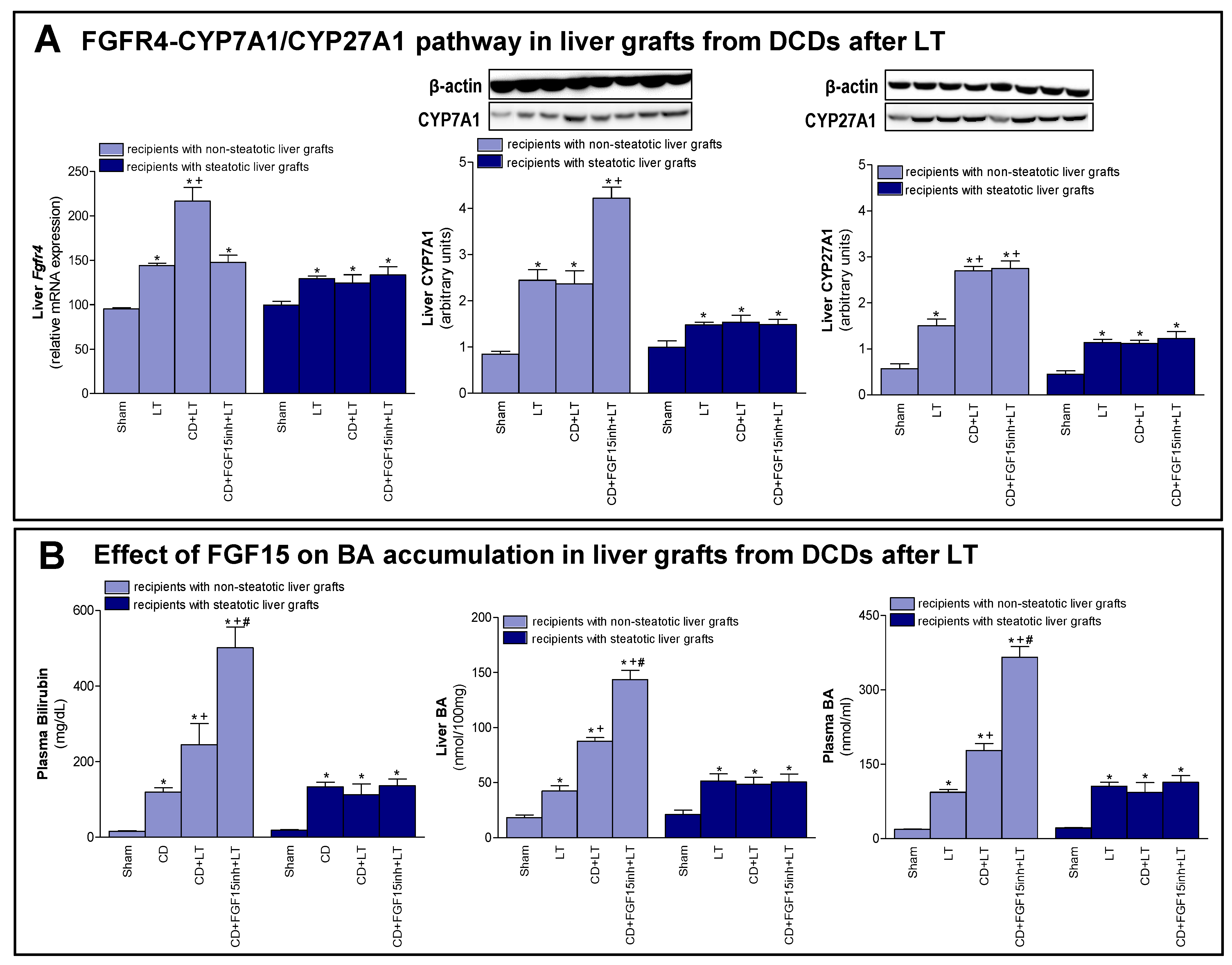 Cells 08 01640 g003