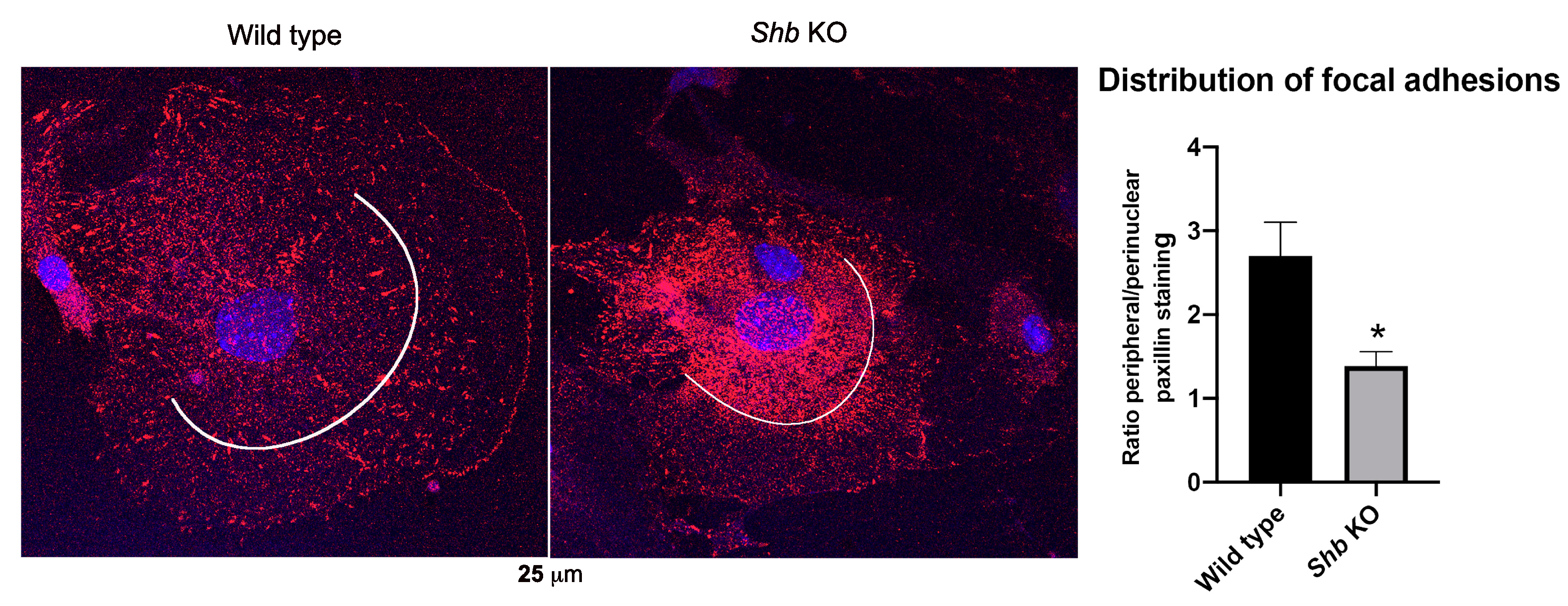 Cells 08 01645 g005 Cells 08 01645 g005