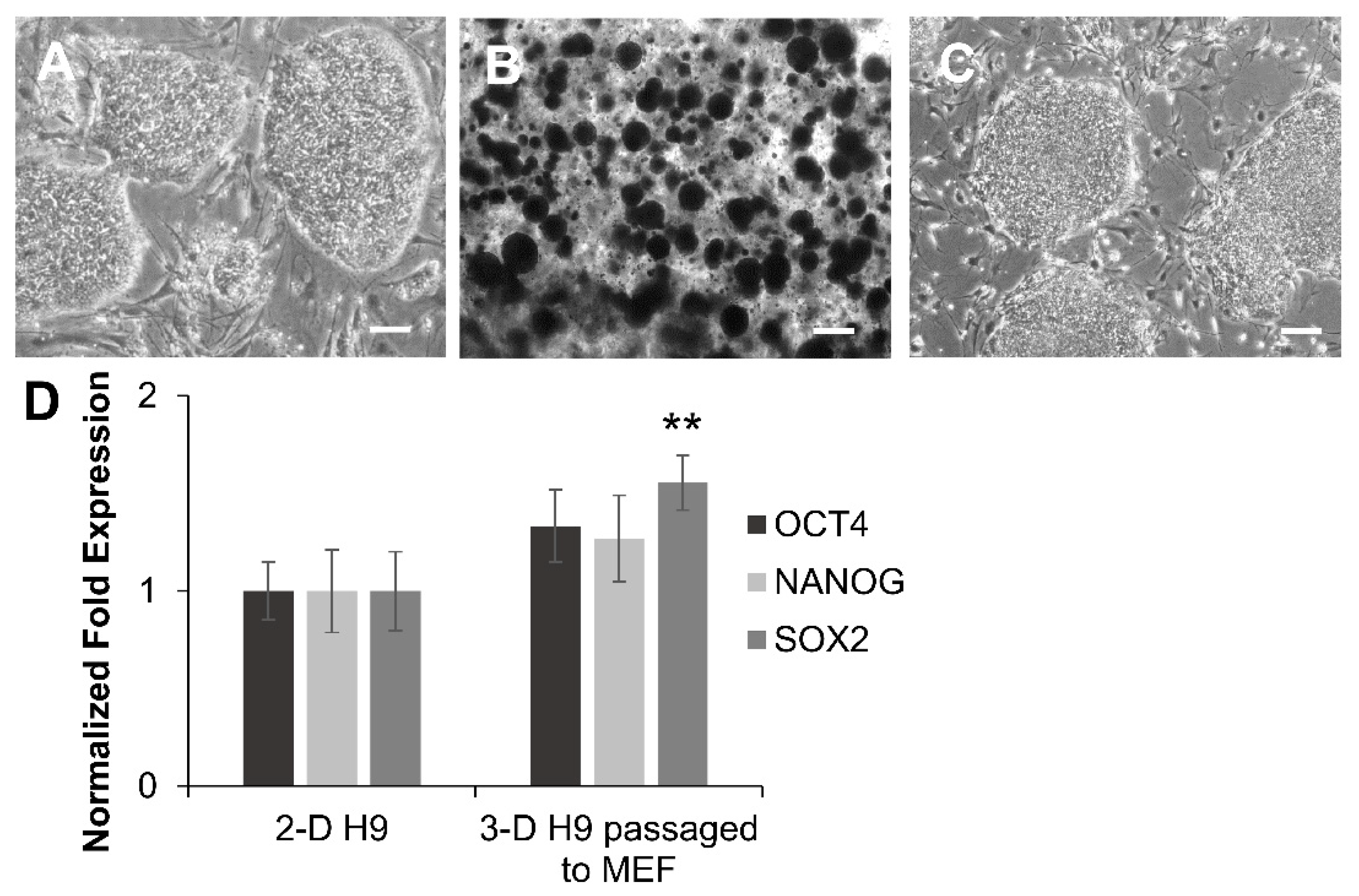 Cells 08 01650 g003 Cells 08 01650 g003