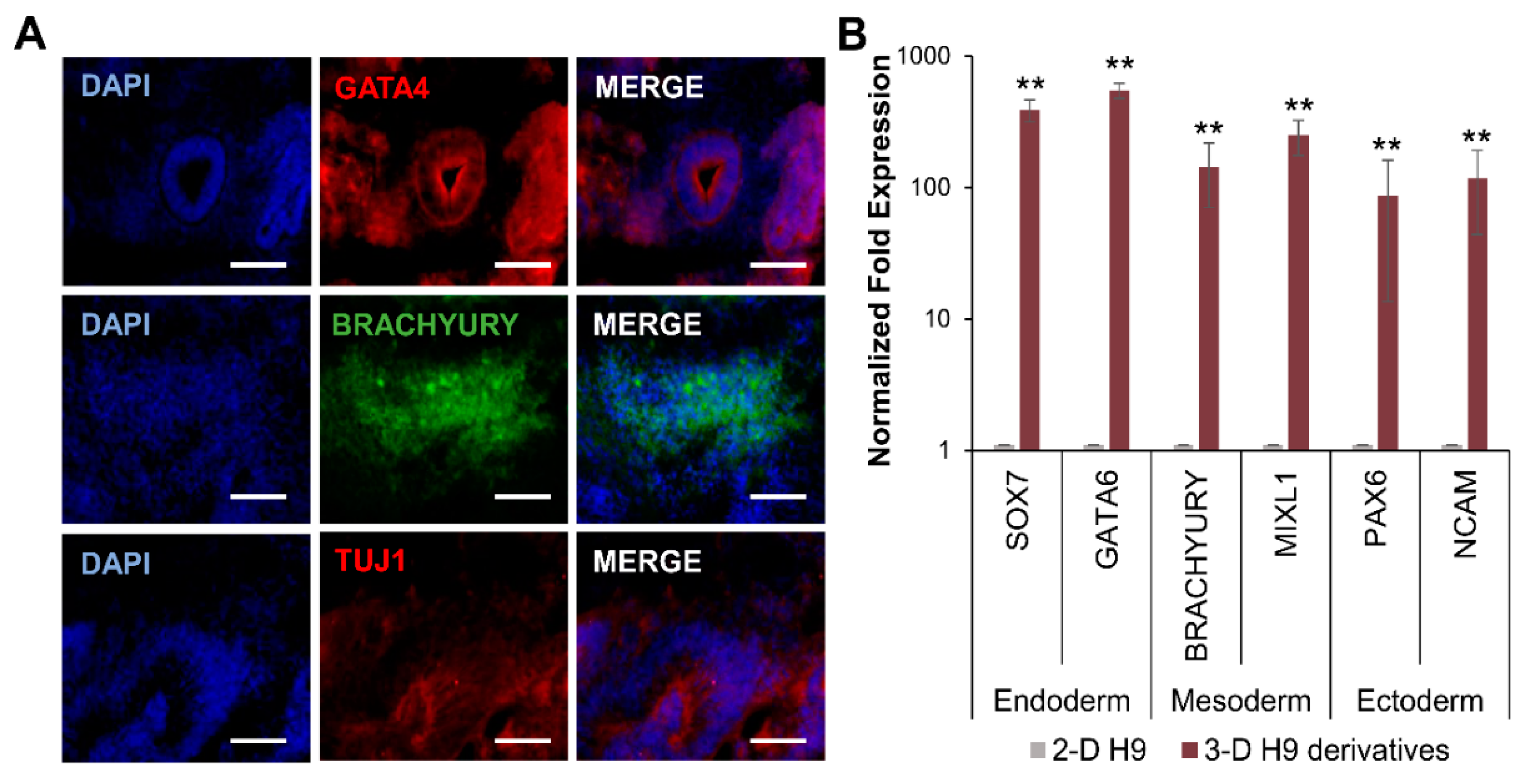 Cells 08 01650 g004 Cells 08 01650 g004